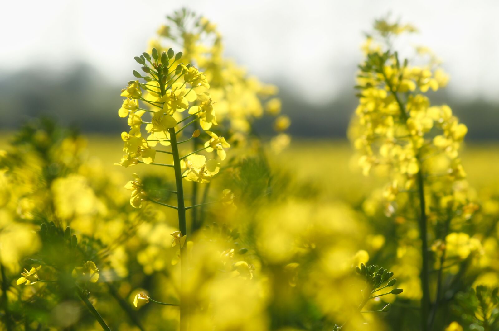Canon EOS 1300D (EOS Rebel T6 / EOS Kiss X80) sample photo. Rape blossom, close up photography