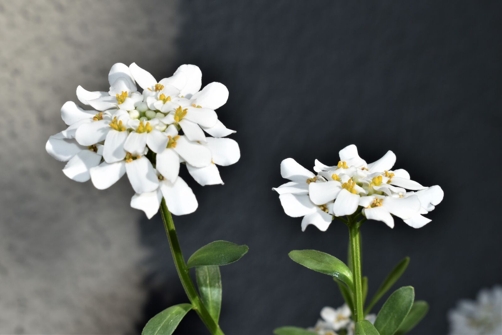 Nikon D5500 sample photo. Flower, white, bloom photography