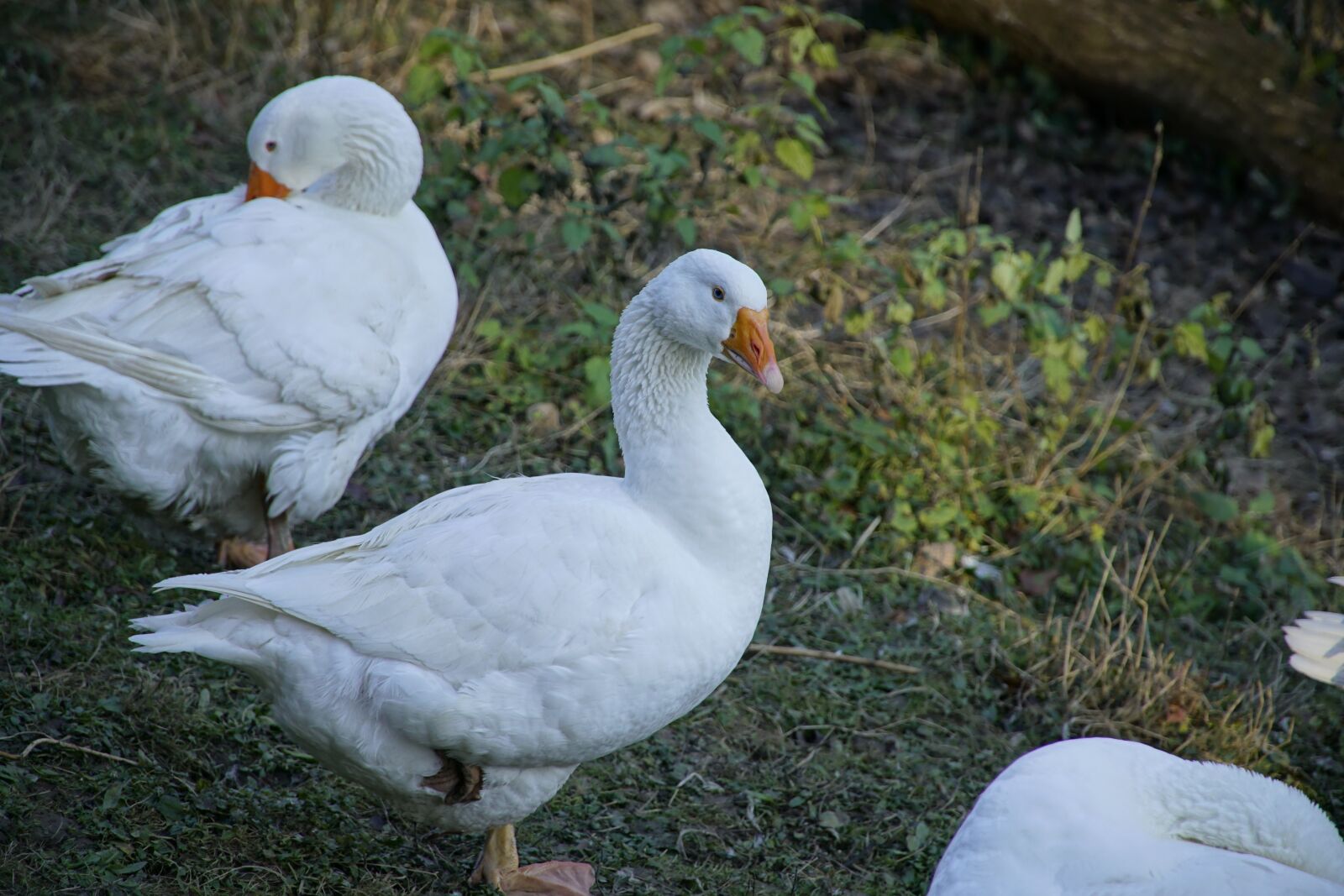Sony a7R II + Sony E PZ 18-105mm F4 G OSS sample photo. White, goose, bird photography