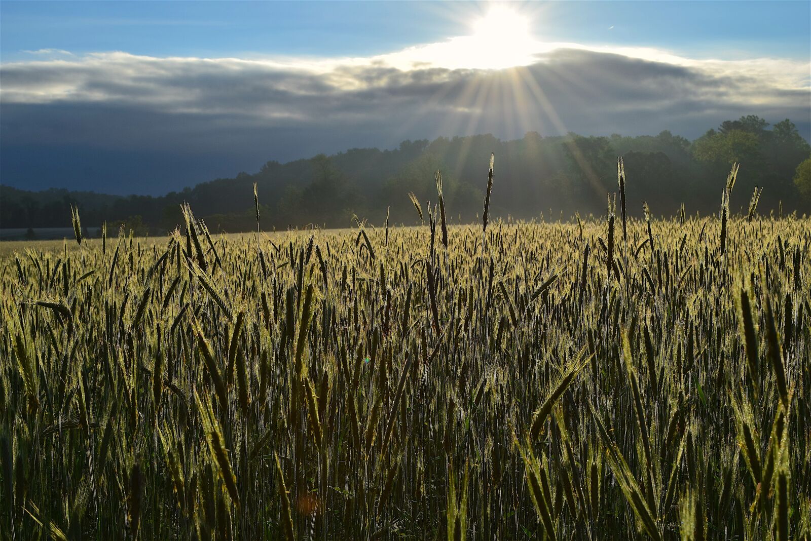 Nikon D3300 sample photo. Field, sunrise, farm photography