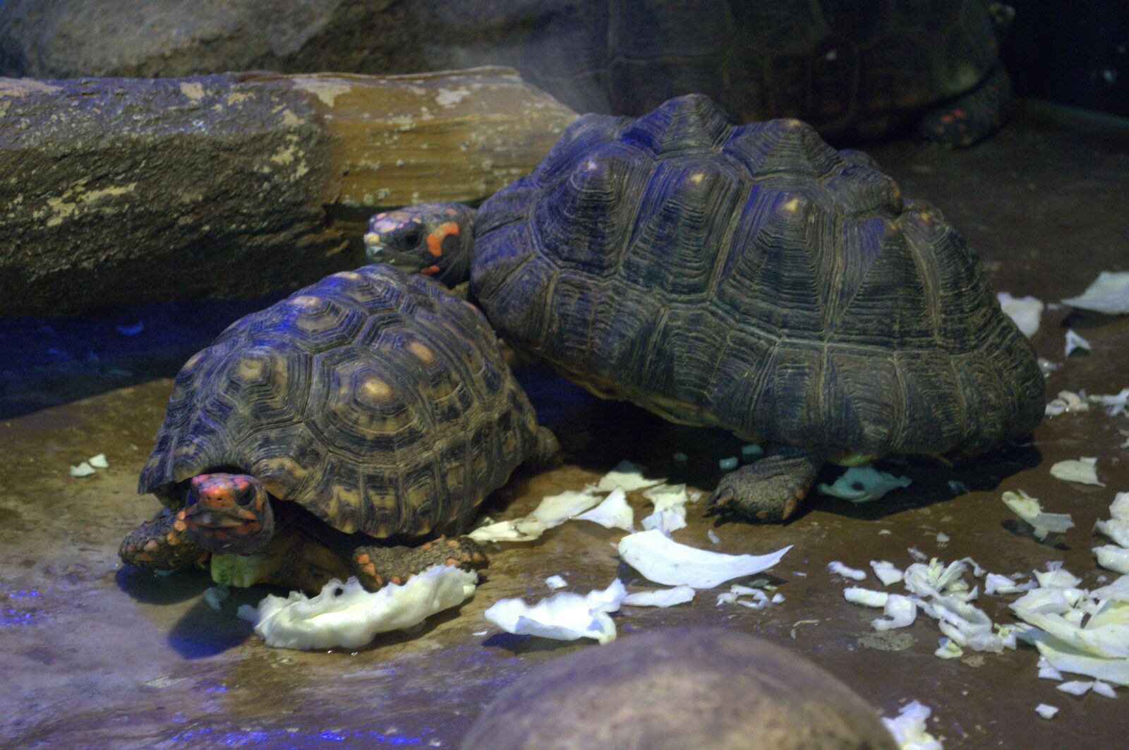 Nikon D3100 sample photo. Turtle, animal, nature photography