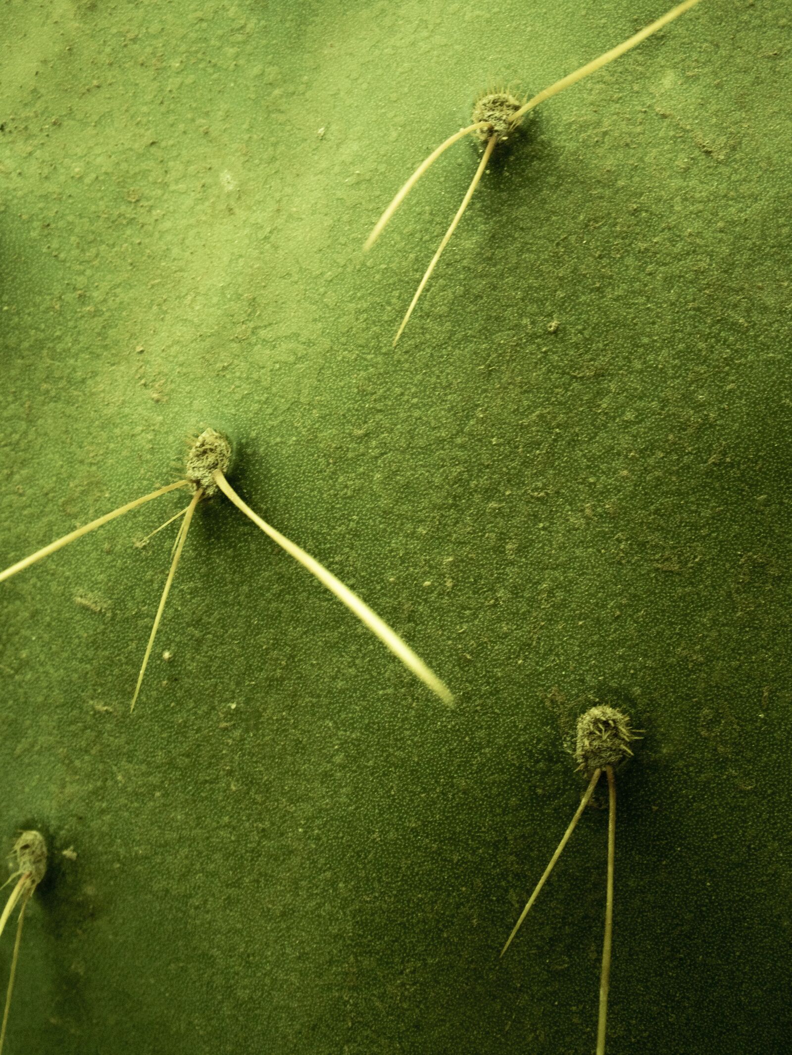 Nikon 1 Nikkor VR 10-30mm F3.5-5.6 PD-Zoom sample photo. Close up cactus, thorns photography