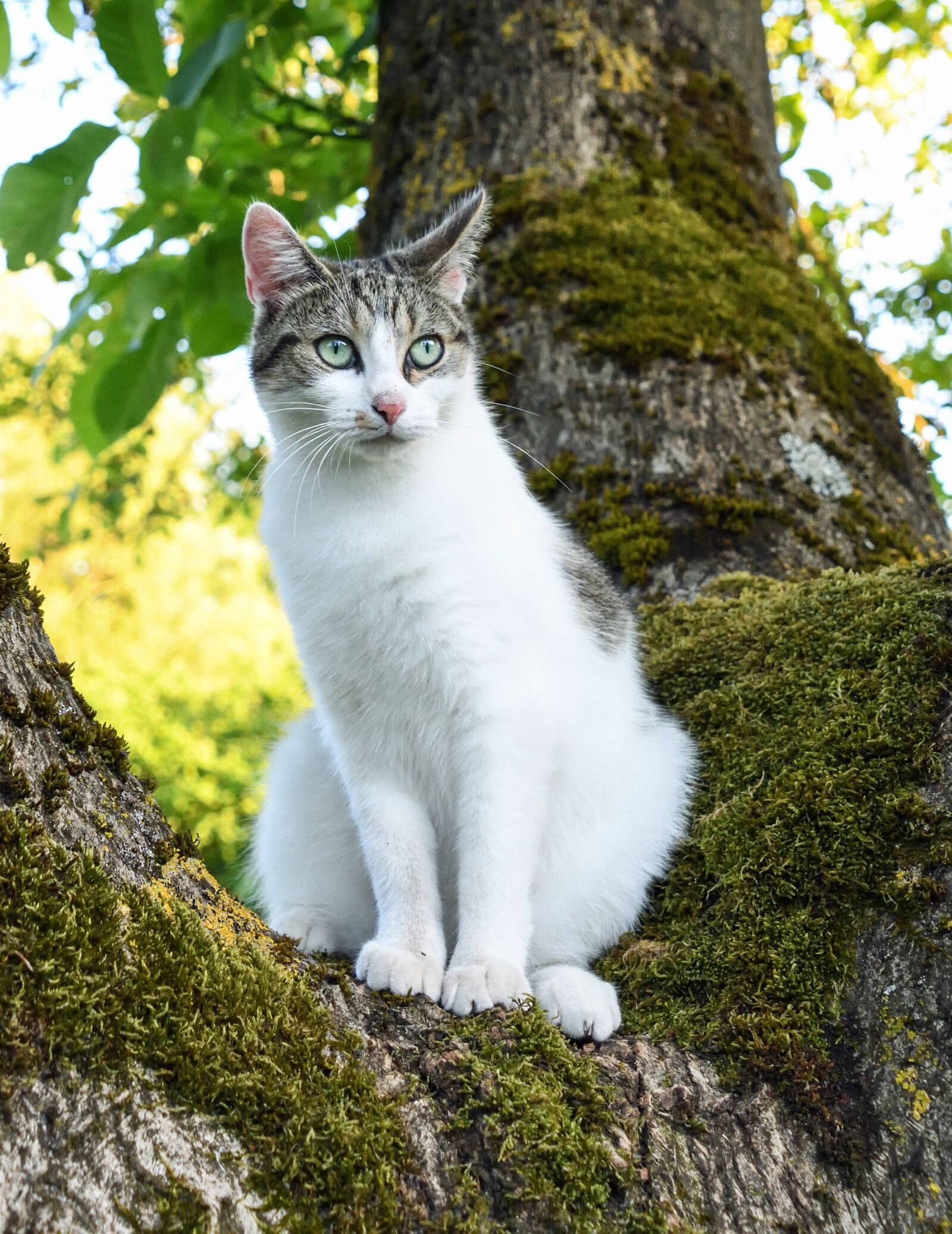 Nikon D500 sample photo. Cat, tree, green photography