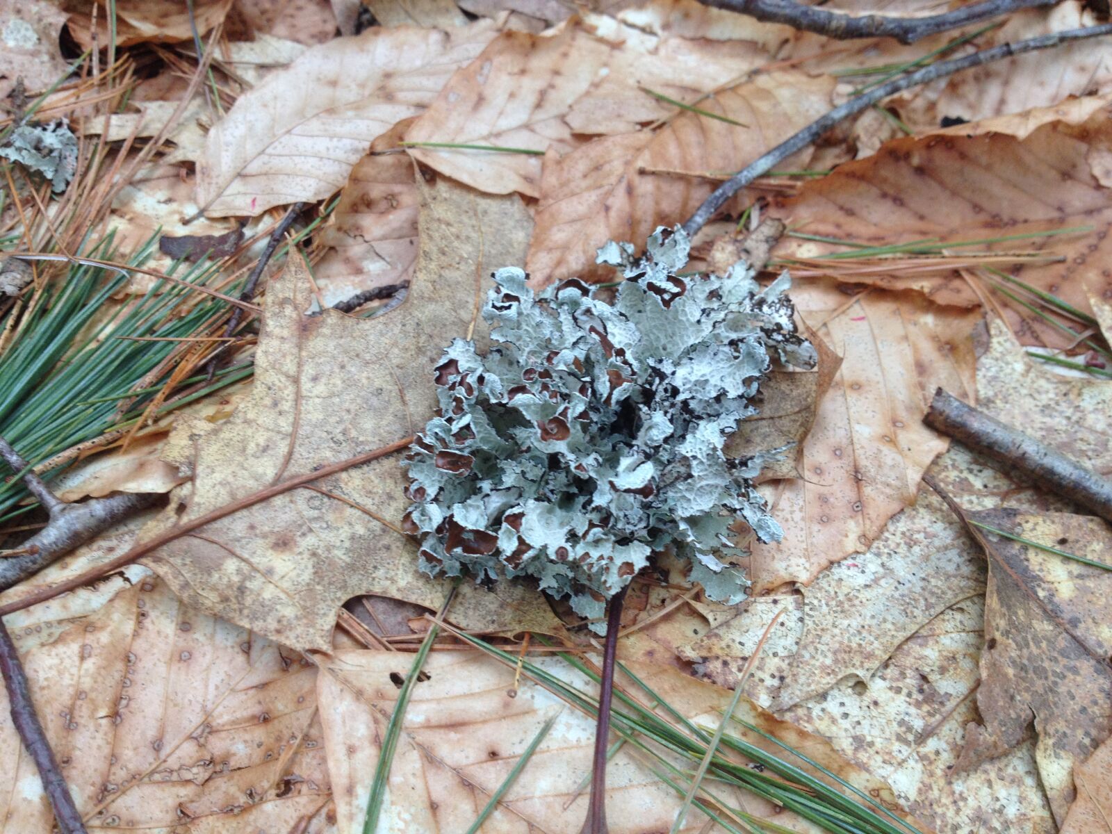 iPhone 4S back camera 4.28mm f/2.4 sample photo. Lichen, nature, plants, spring photography