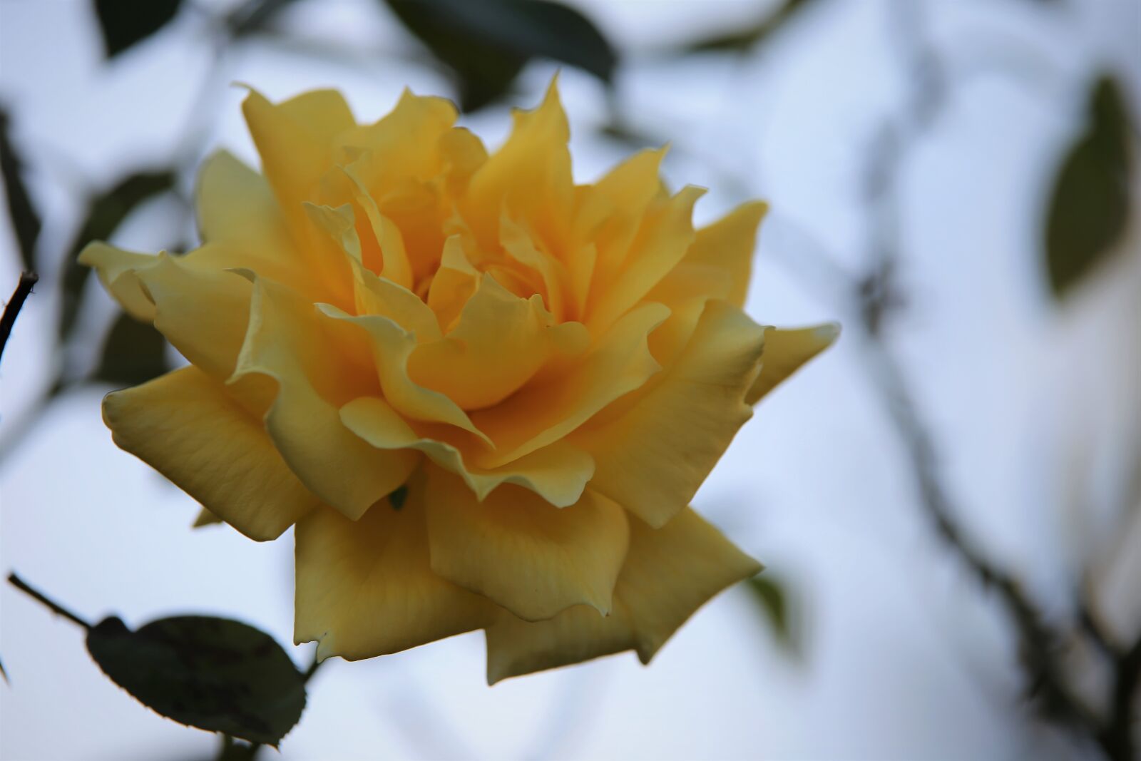 Tamron 70-210mm F4 Di VC USD sample photo. Yellow rose, flower, plant photography