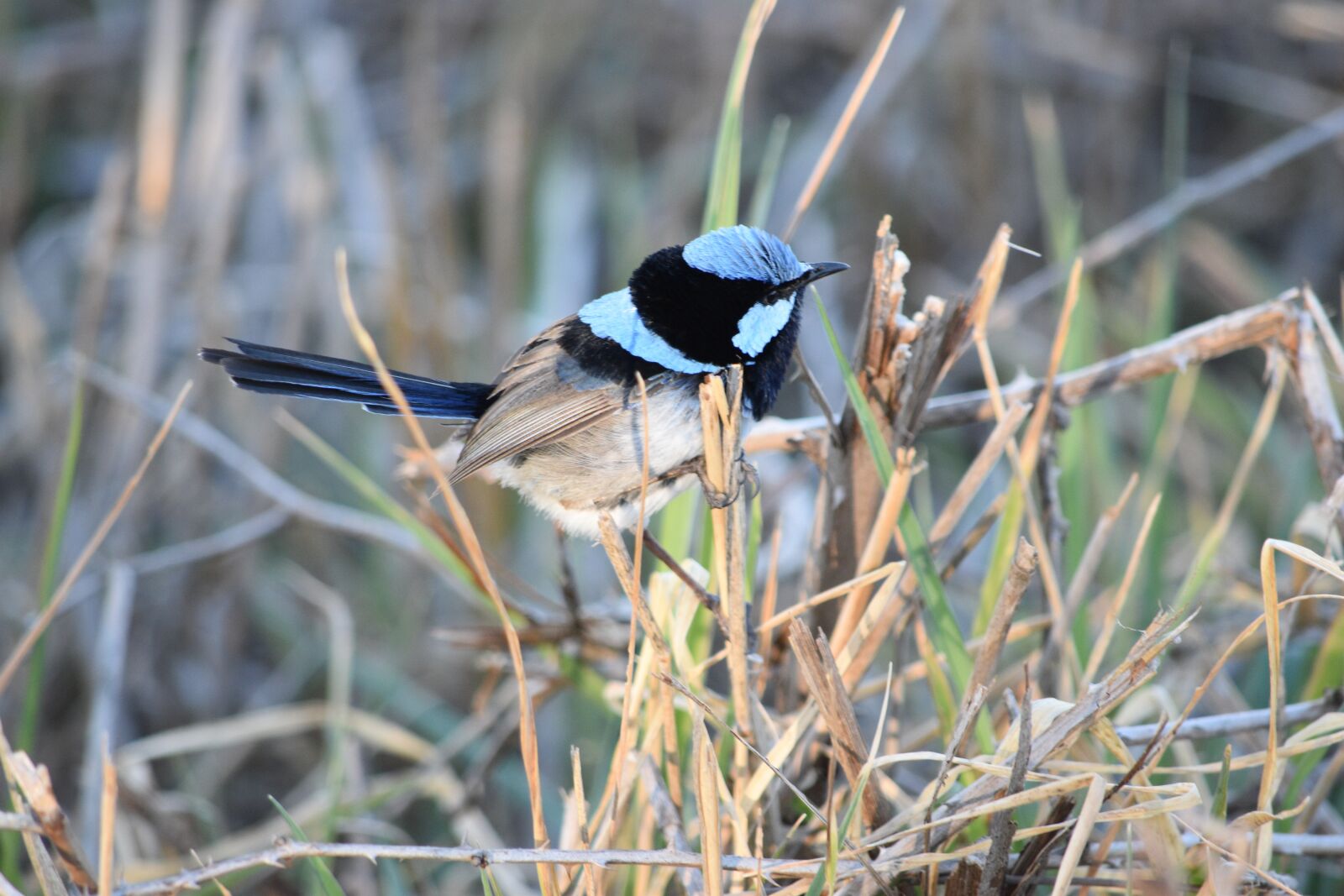 Nikon D5600 sample photo. Bird, wren, superb fairy photography