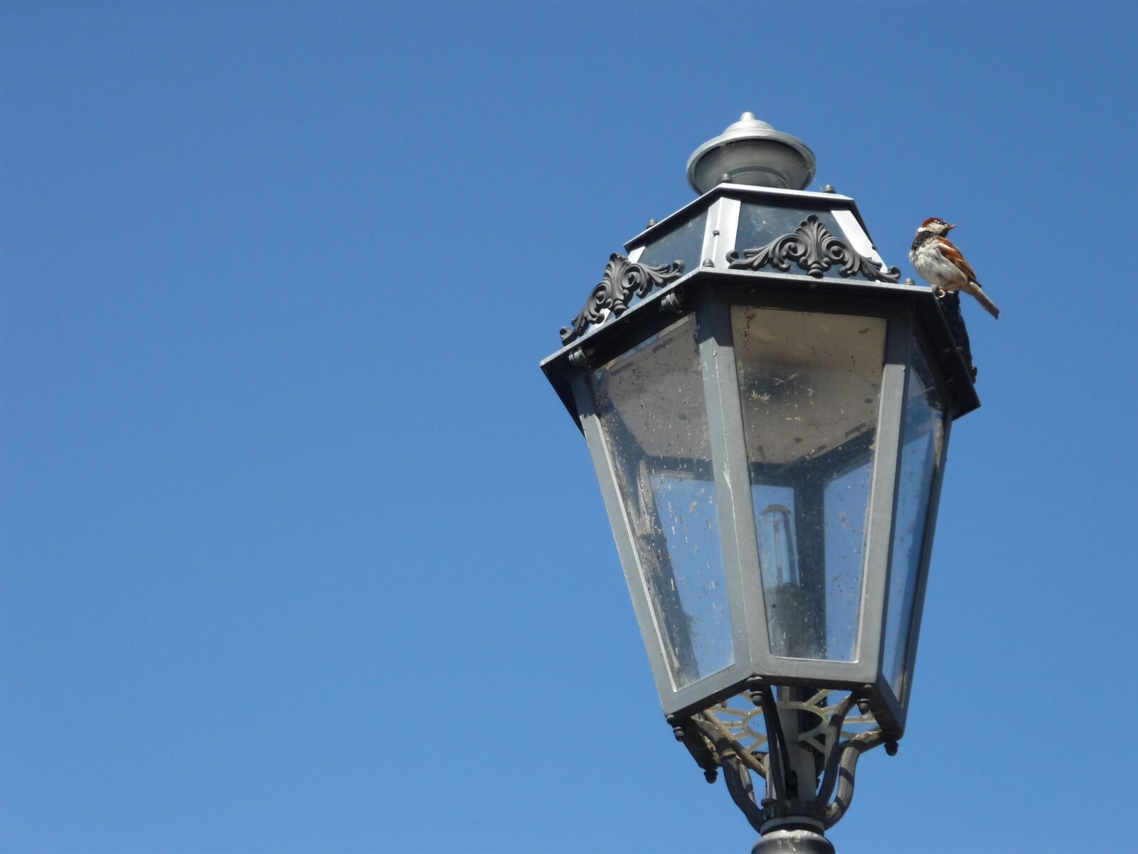 Panasonic Lumix DMC-FS3 sample photo. Light, bird, italy photography