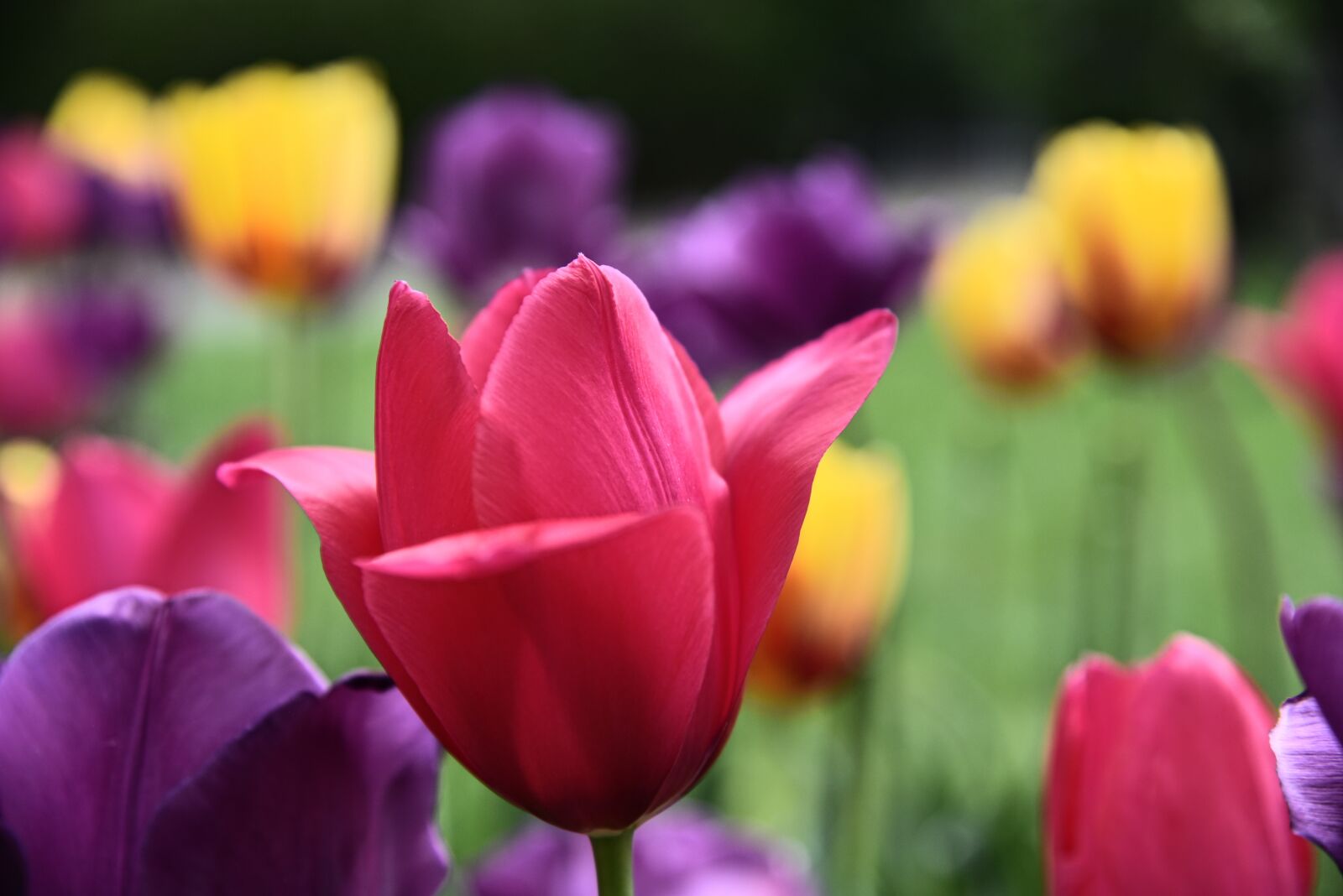 Nikon D750 sample photo. Tulips, spring, violet photography
