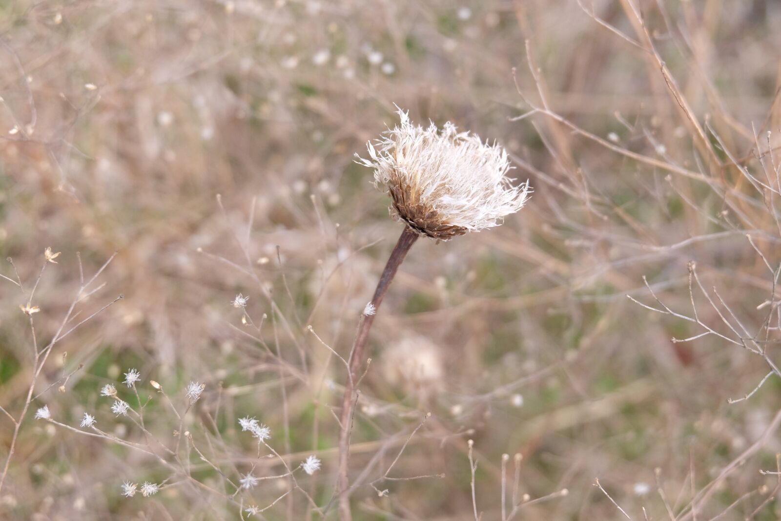 Fujifilm X-M1 sample photo. Flower, wildflower, nature photography