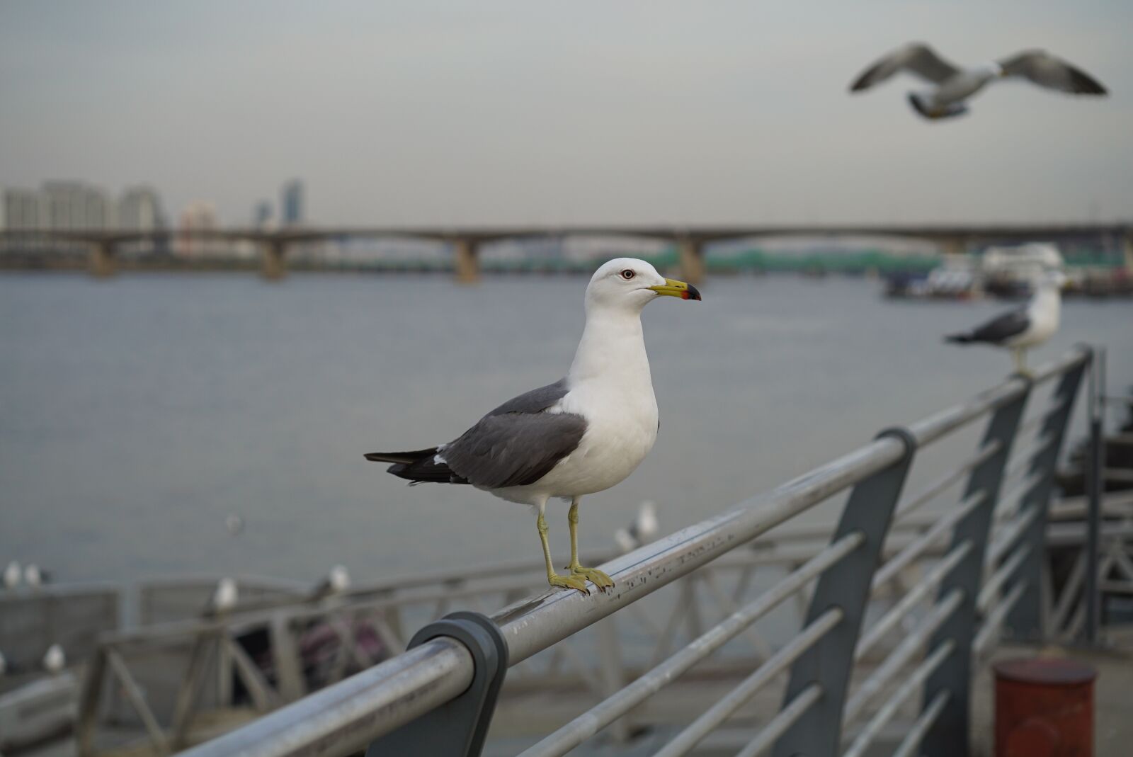 Sony a7S + Sony Sonnar T* FE 55mm F1.8 ZA sample photo. Han river, seagull, picnic photography