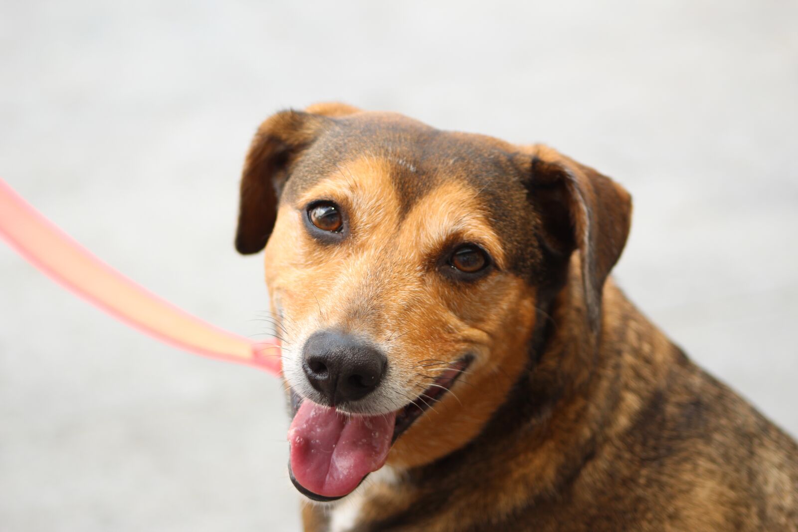 Canon EF75-300mm f/4-5.6 sample photo. Happy dog, smiling, cute photography