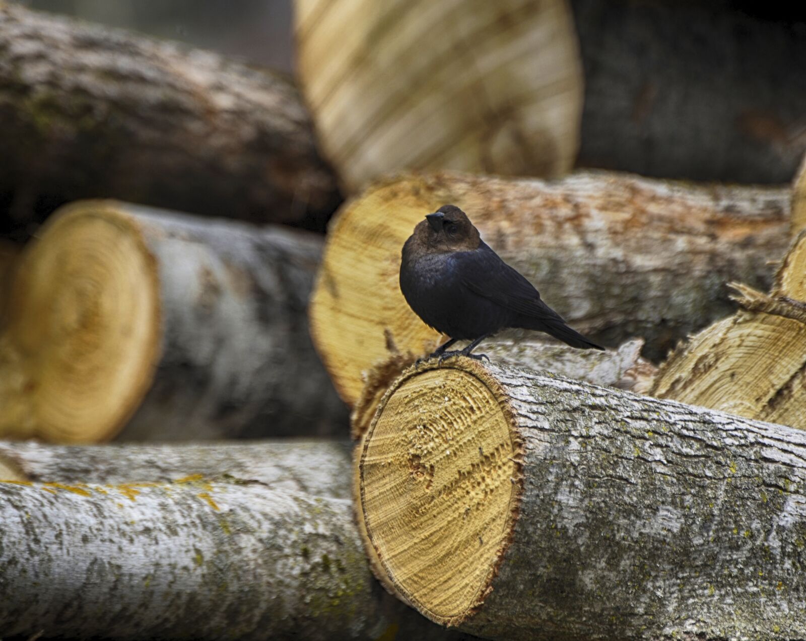 Nikon D7000 sample photo. Animal, bird, nature photography