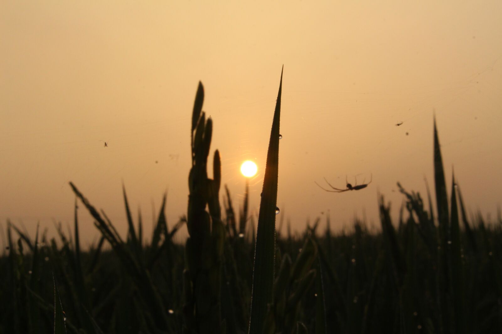 Canon EOS 700D (EOS Rebel T5i / EOS Kiss X7i) sample photo. The sun, dawn, orange photography