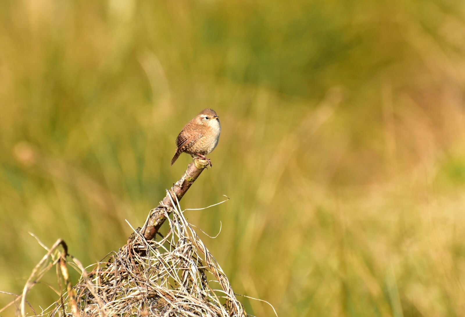 Nikon D750 sample photo. Bird, small, garden photography