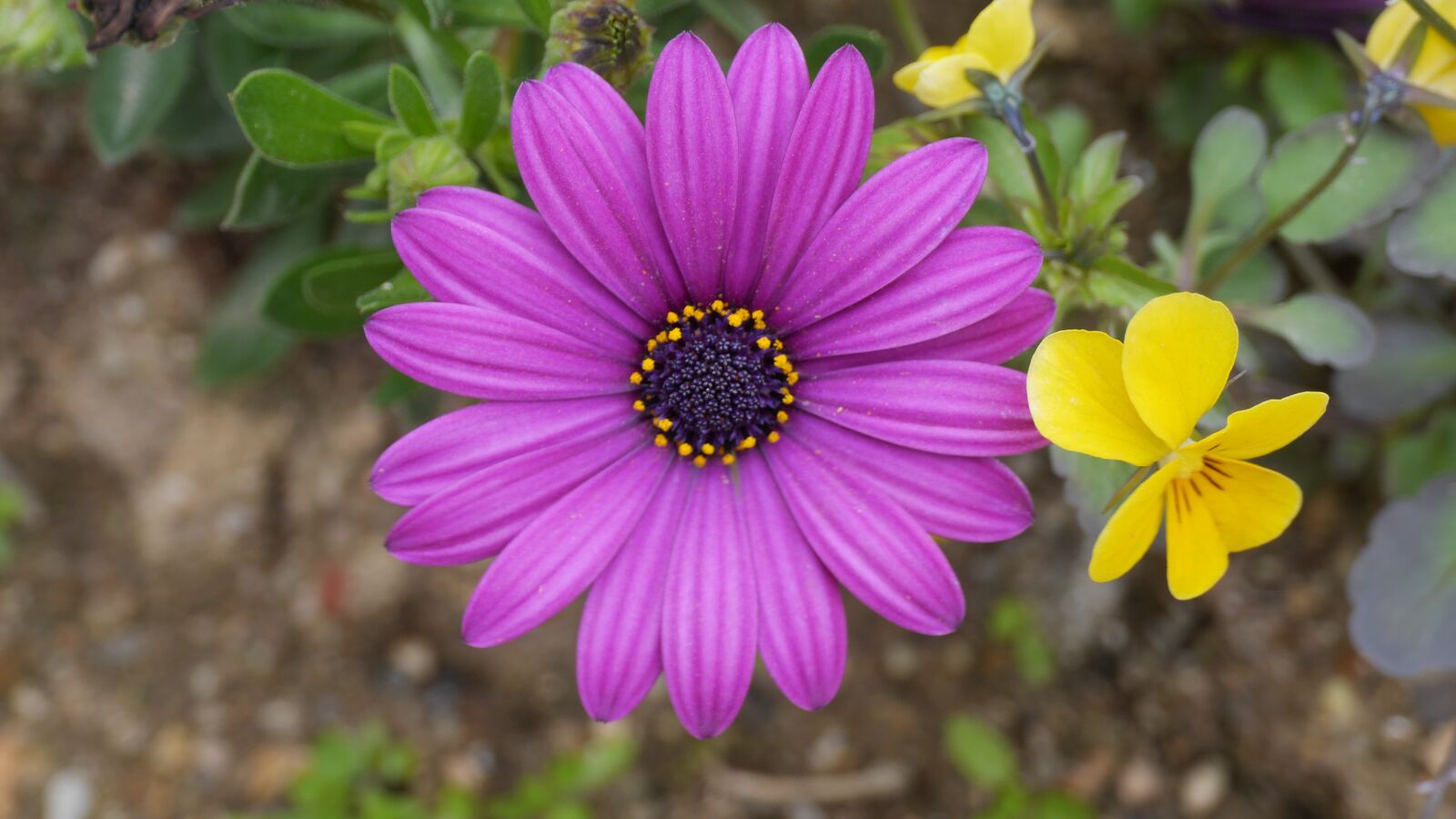 Panasonic Lumix DMC-GH3 sample photo. Nature, flowers, plants photography