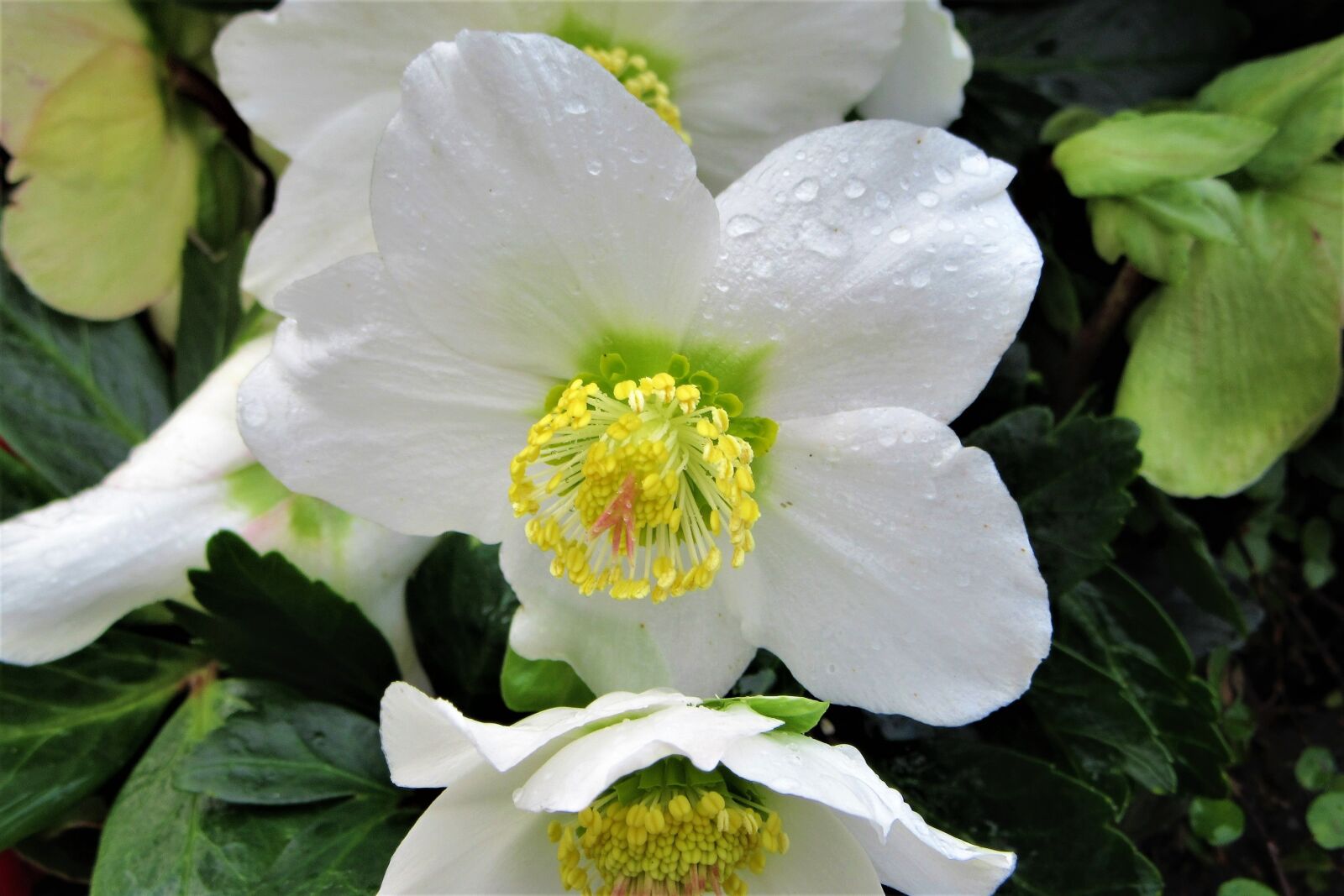 Canon PowerShot SX610 HS sample photo. Christmas rose, drops, bloom photography