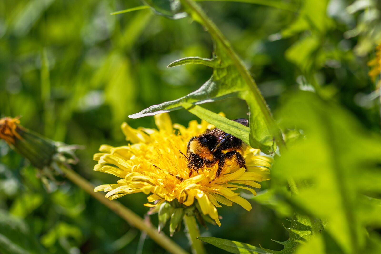 Nikon D7200 sample photo. Insect, hummel, pollen photography
