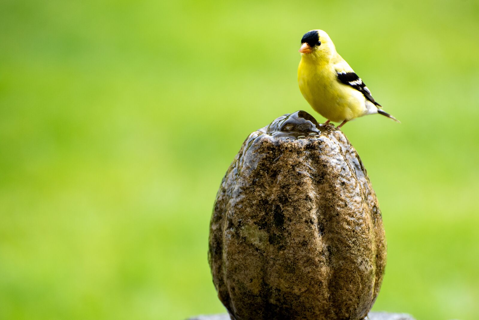 Nikon D750 sample photo. Canary, bird, animal photography