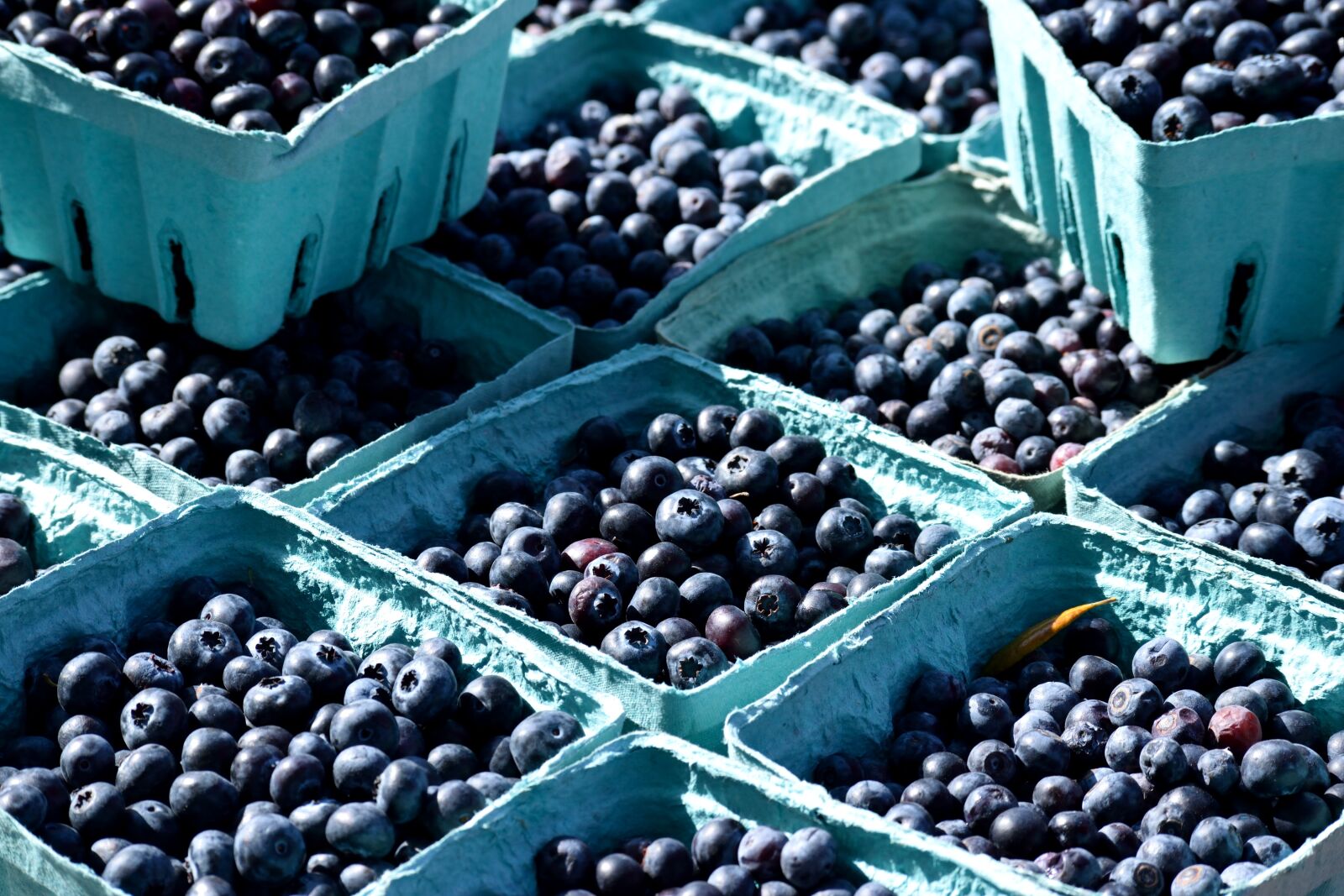 Nikon D3300 sample photo. Fruit, blueberry, berry photography