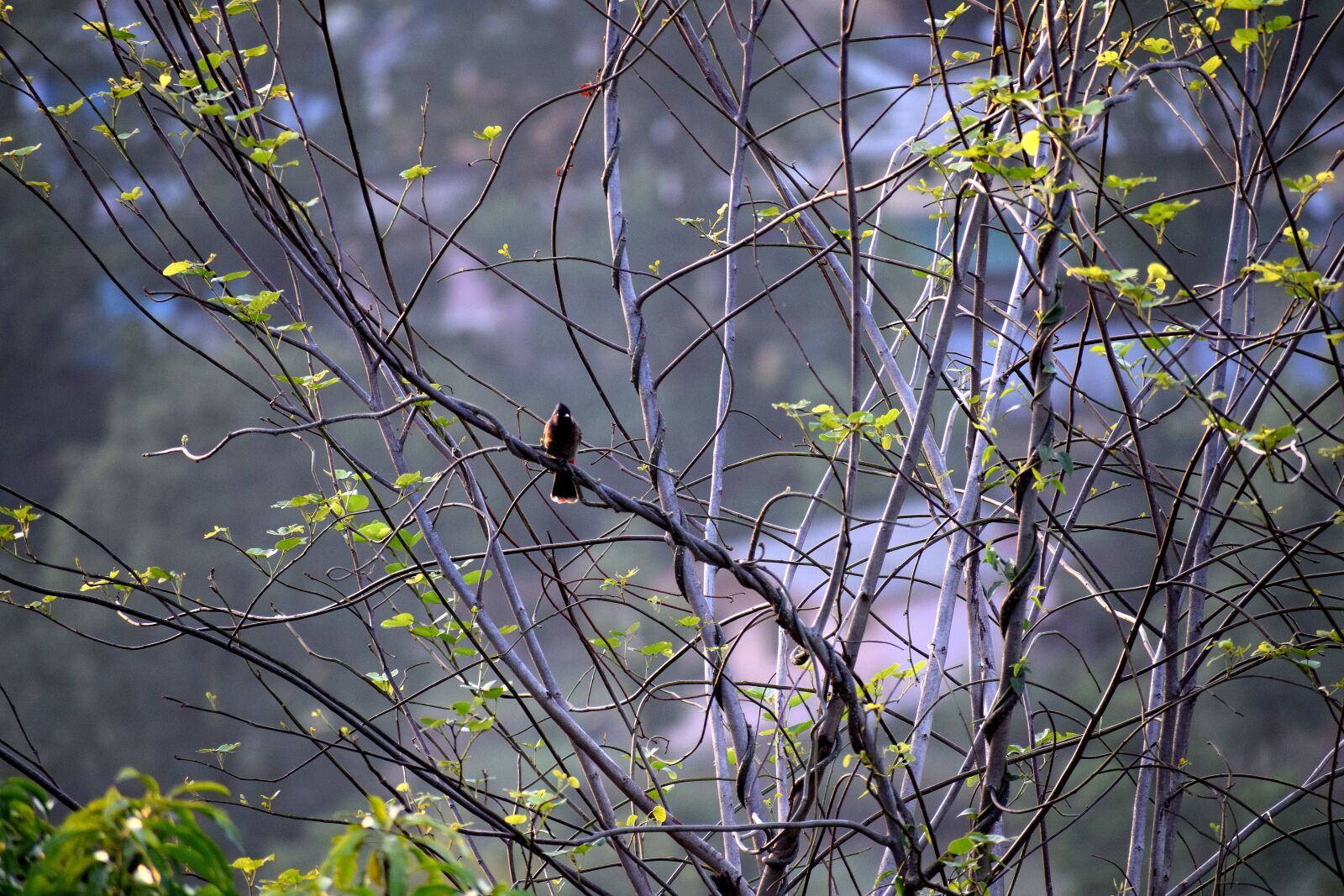 Nikon D3300 sample photo. Bird, tree, branch photography