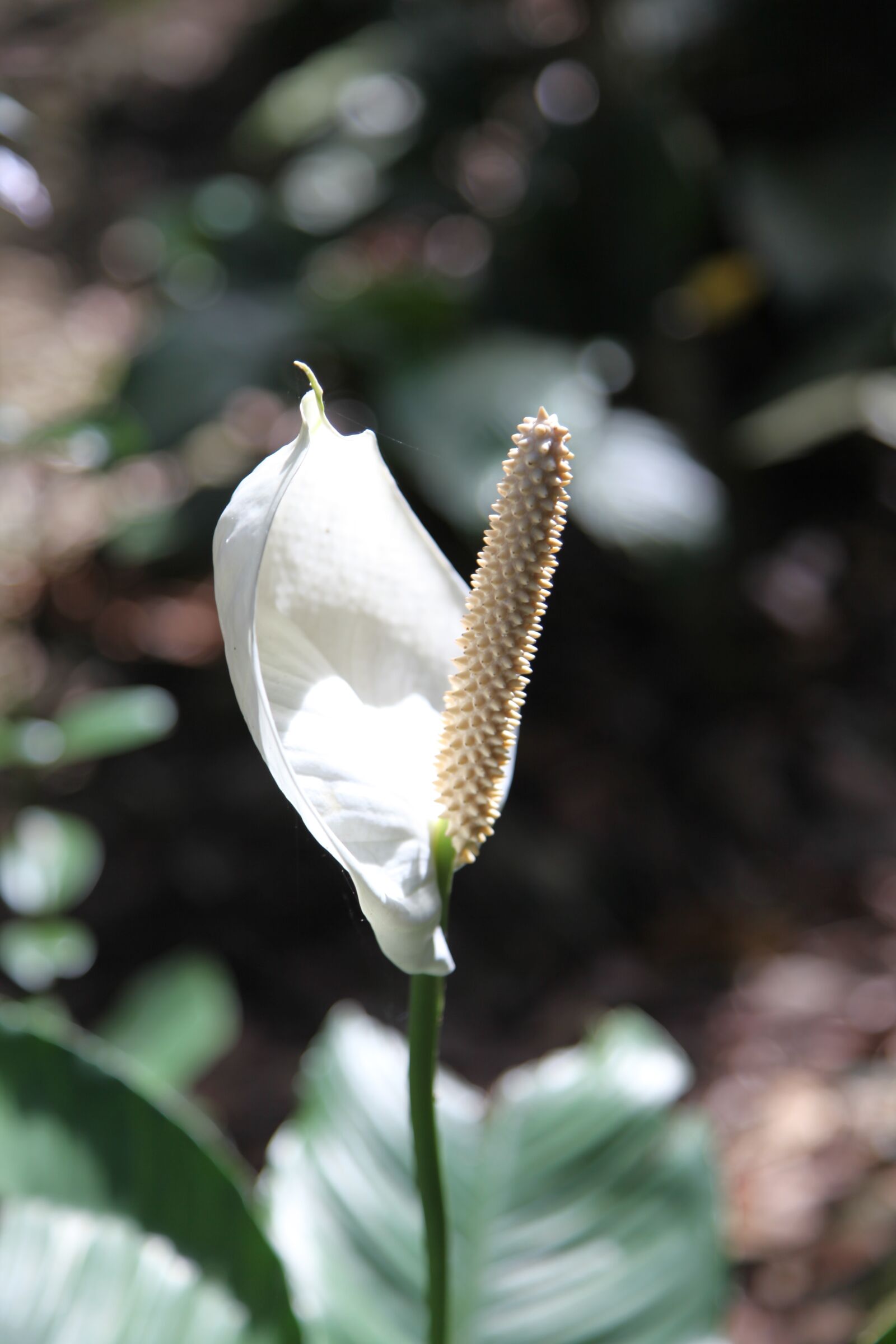 Canon EOS 5D Mark II sample photo. Light, summer, nature photography