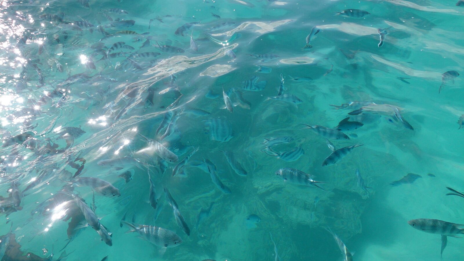 Sony Xperia Z sample photo. Sea, fish, water photography