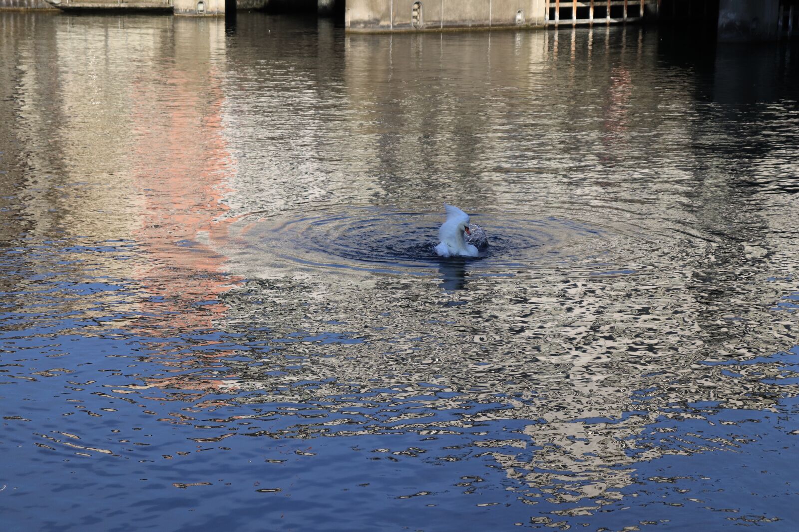 Canon EOS 200D (EOS Rebel SL2 / EOS Kiss X9) sample photo. Water, sea, swan photography