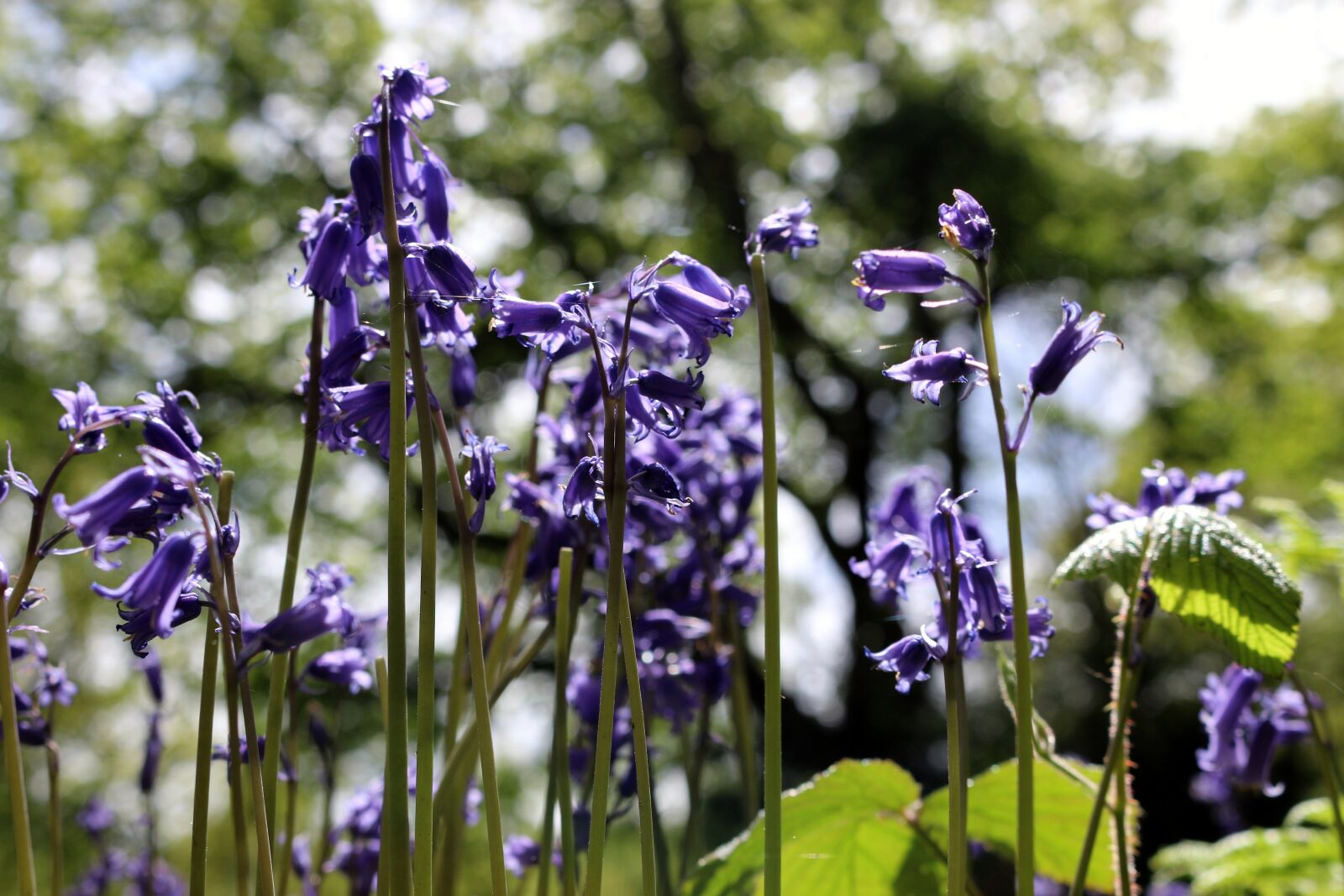 Canon EOS 70D + Canon EF-S 18-55mm F3.5-5.6 IS STM sample photo. Bluebell, forest, nature photography