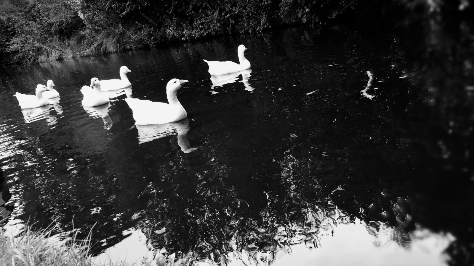 Apple iPhone 6s sample photo. Deep, lake, scenery, swan photography