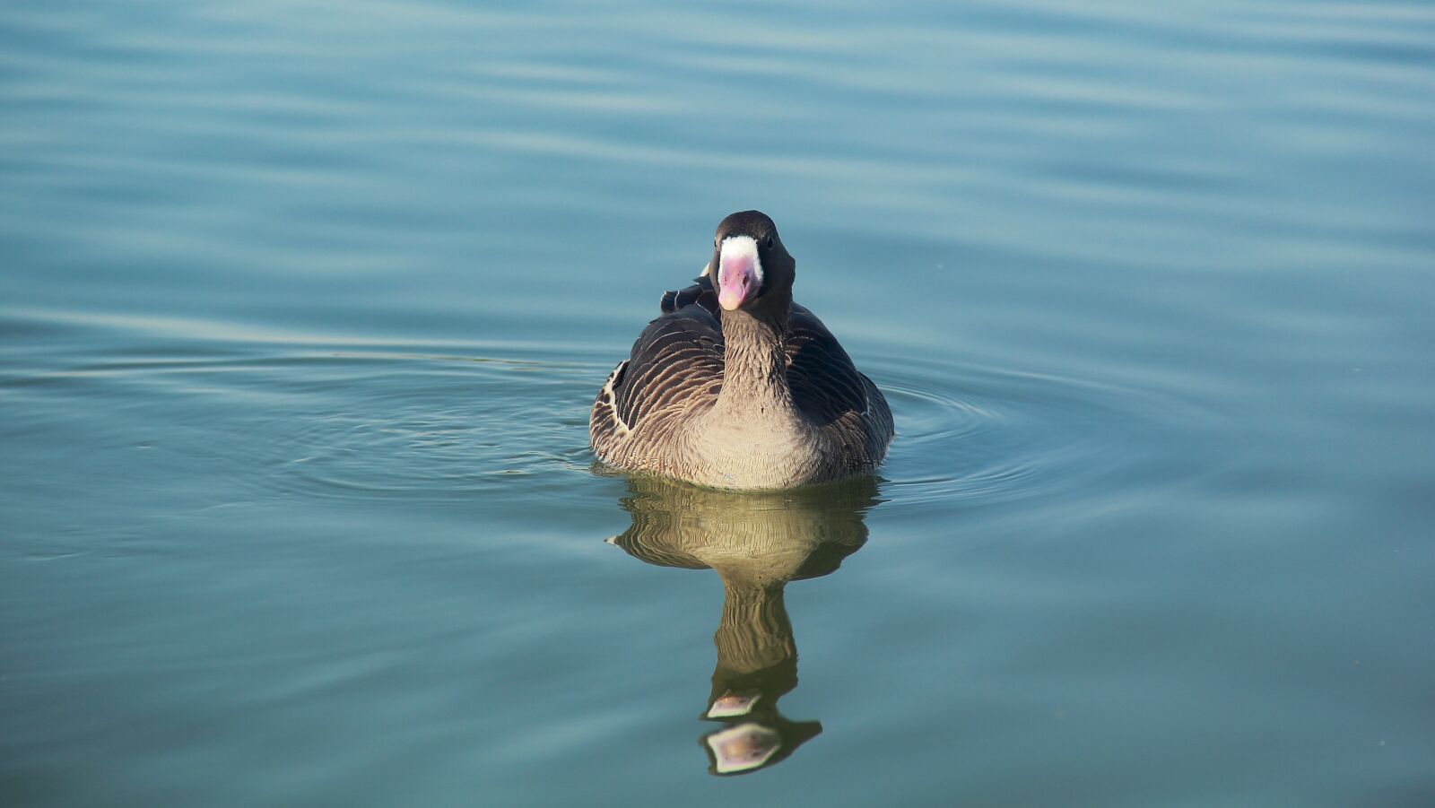 Canon EOS 60D sample photo. Water, lake, bird photography