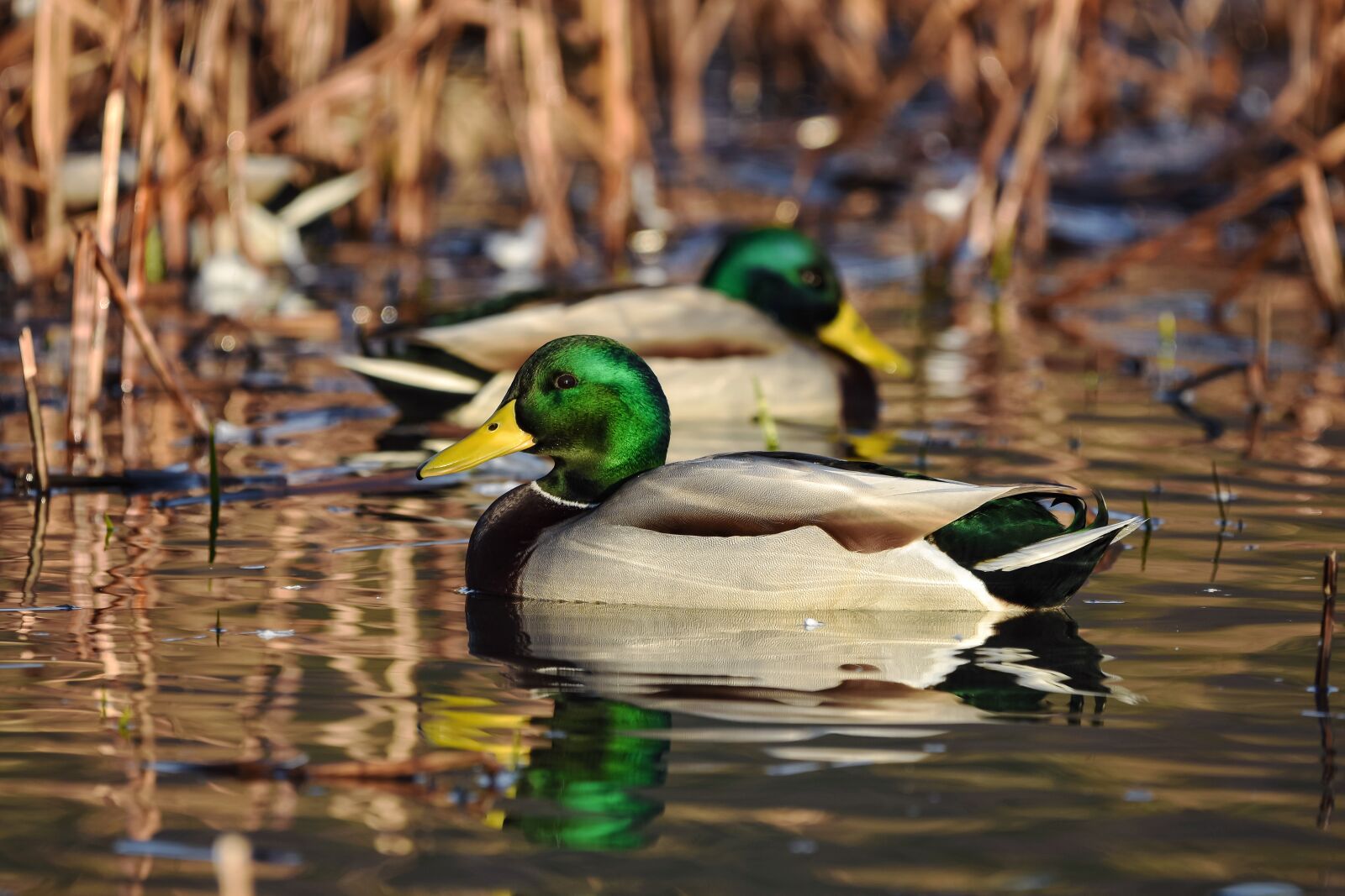 Nikon D7200 sample photo. Animal, pond, water photography