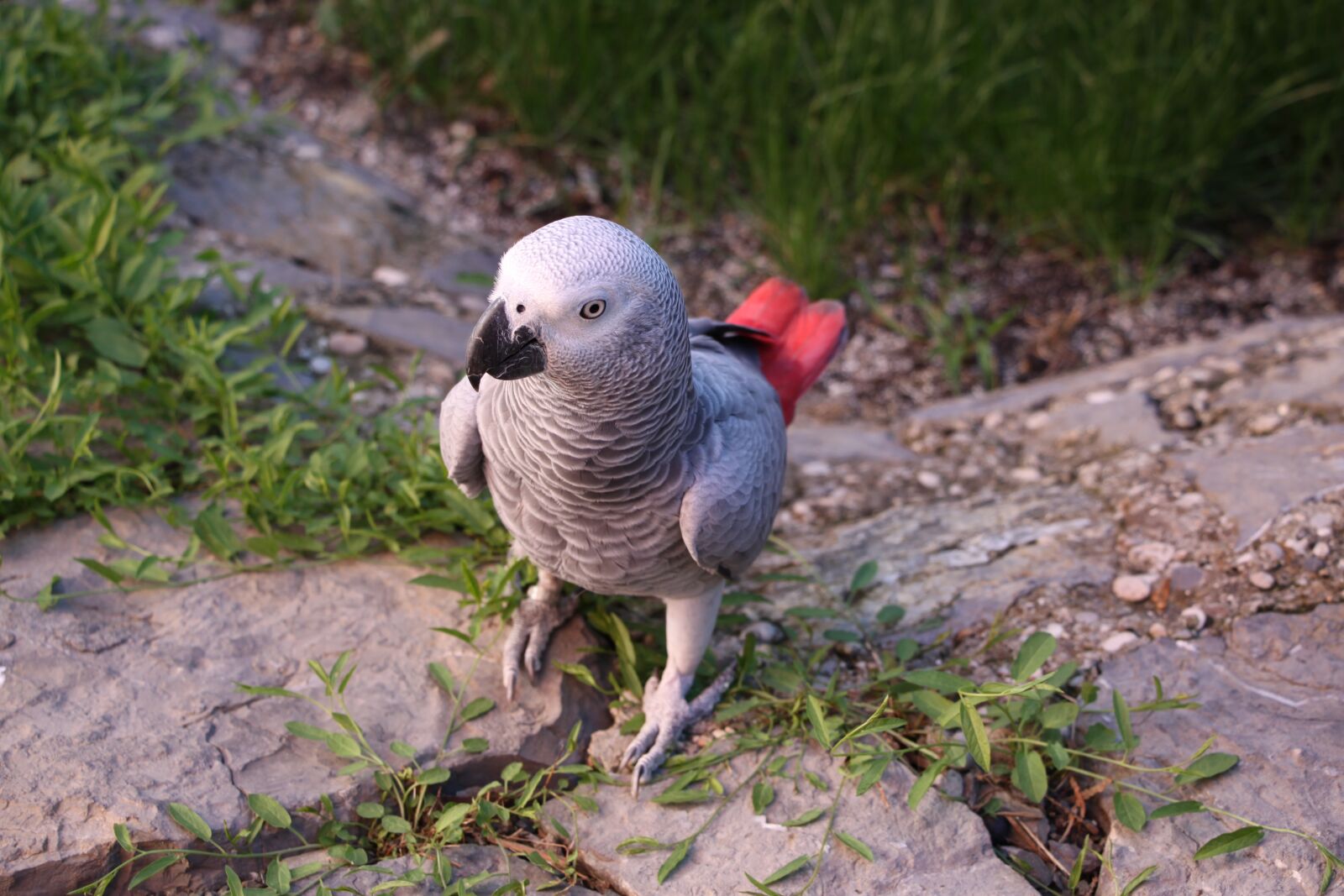 Canon EOS 50D sample photo. Parrots, žako, bird photography