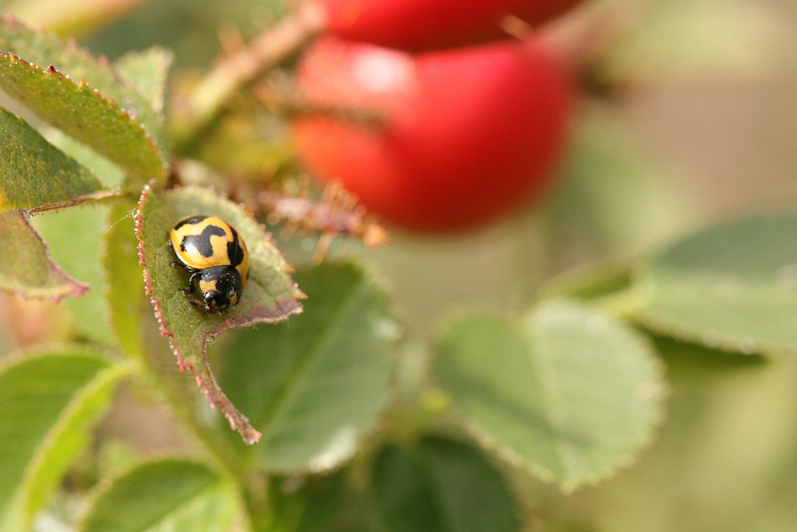 Canon EOS 80D sample photo. Ladybug, bug, ladybird photography