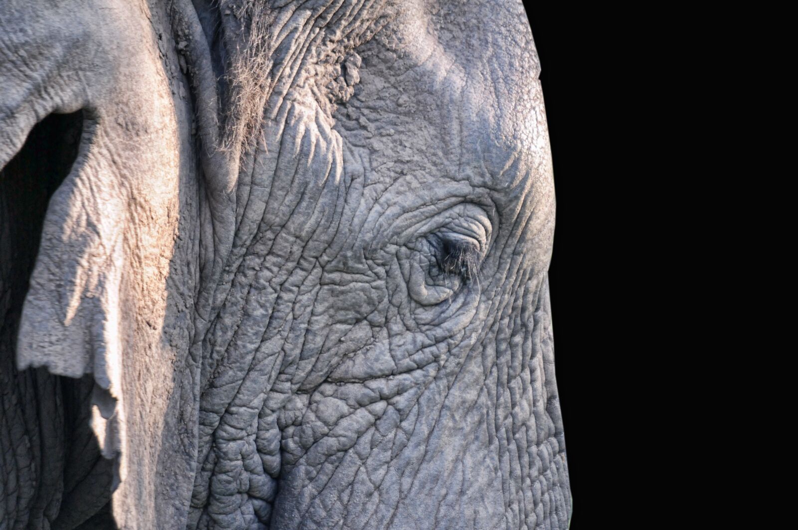 Nikon D300 sample photo. Elephant, mammal, south africa photography
