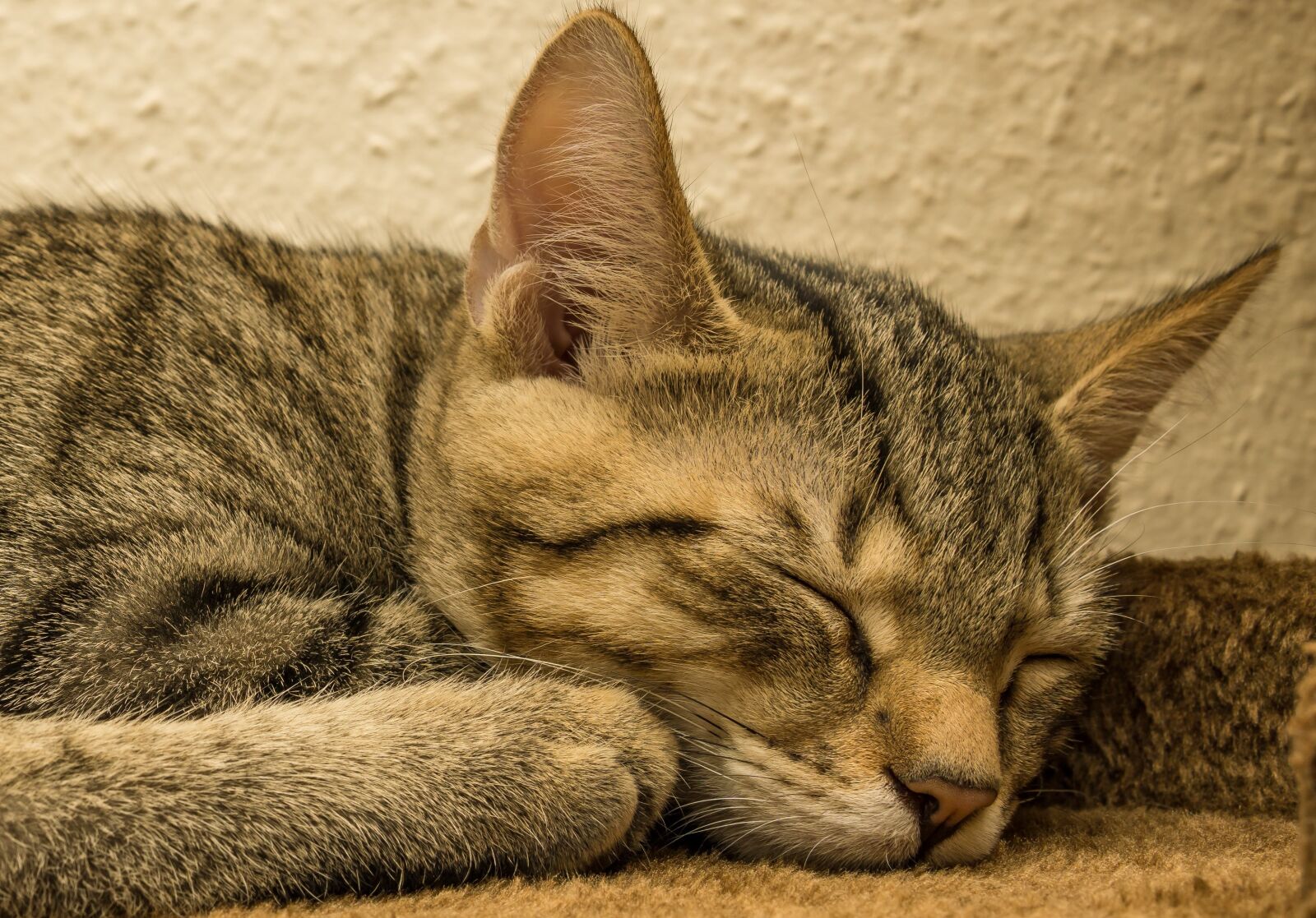 30mm F1.4 DC DN | Contemporary 016 sample photo. Cat, small, mackerel photography