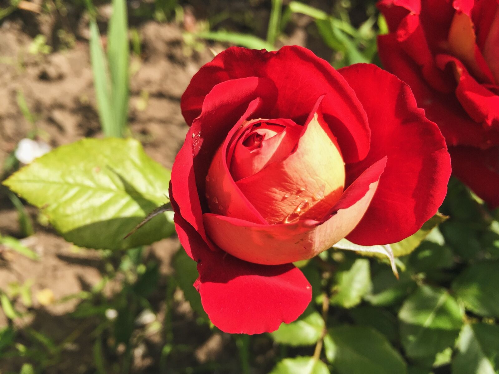 Apple iPhone 6 sample photo. Rose, flowers, flower photography