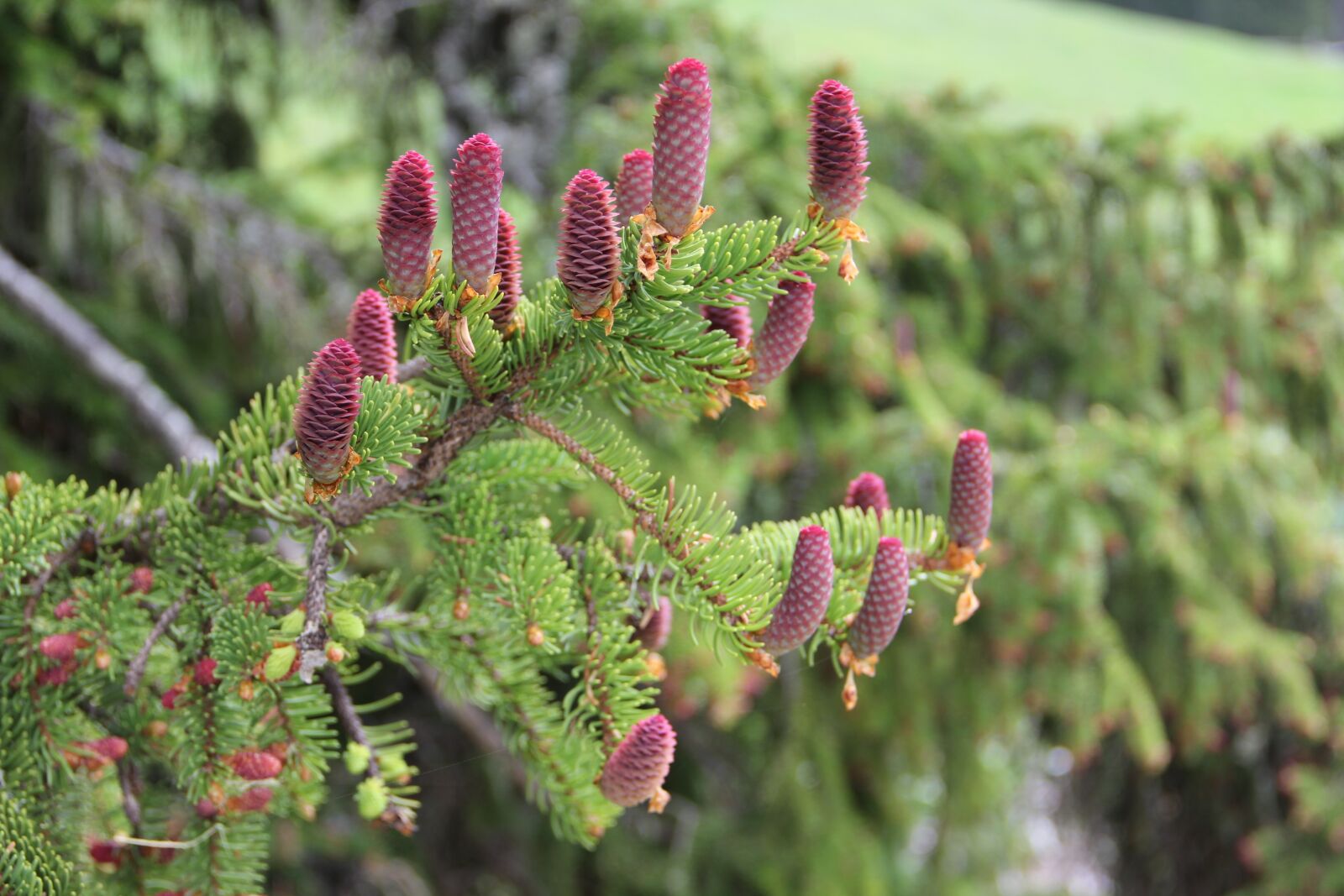 Canon EOS 60D sample photo. Red cone spruce, spruce photography