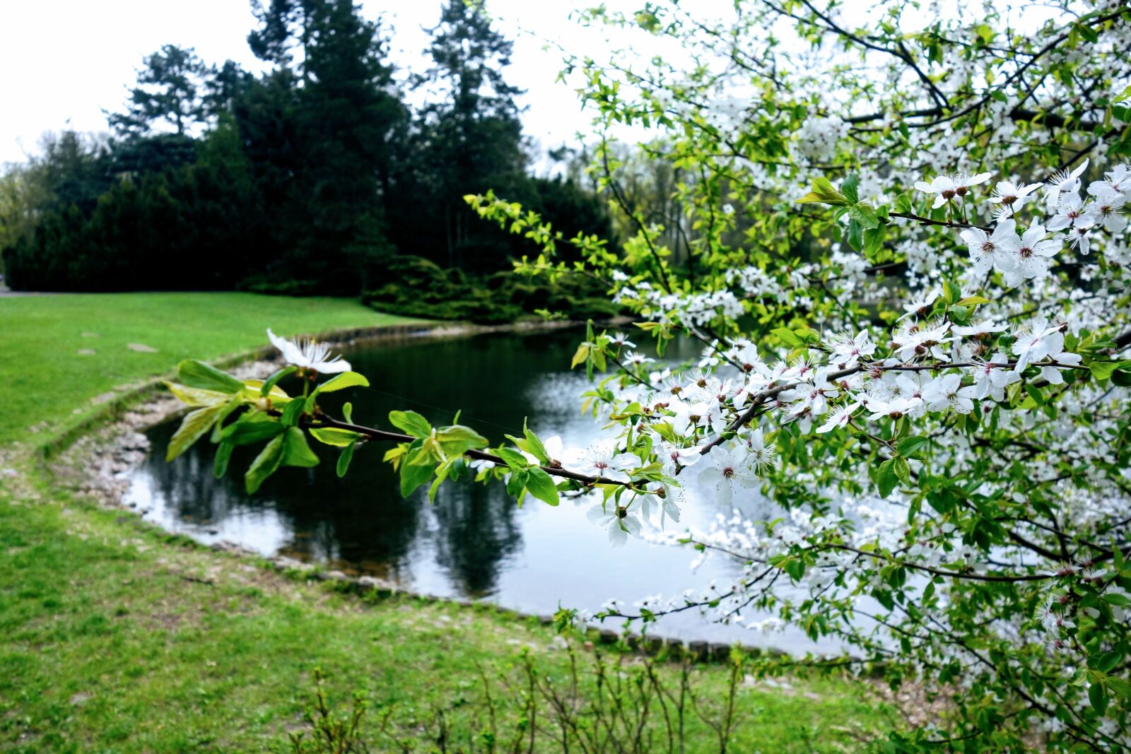 Sony Cyber-shot DSC-RX100 sample photo. Nature, tree, landscape photography
