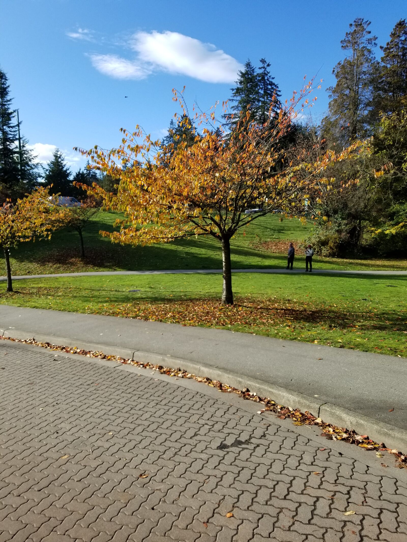 Samsung Galaxy S8 sample photo. Vancouver, autumn, park photography