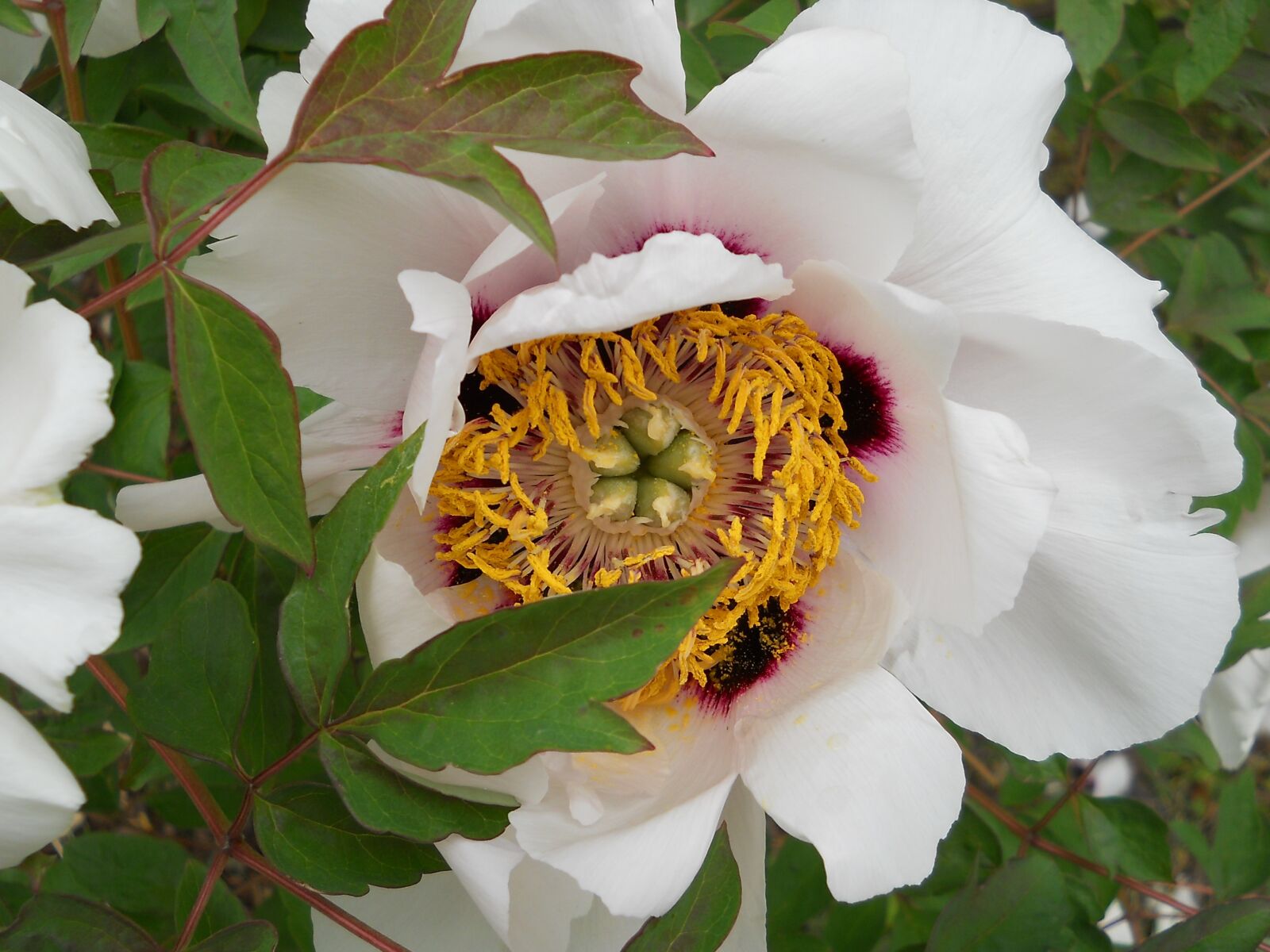 Nikon Coolpix L21 sample photo. Peonies, garden flower, botanical photography