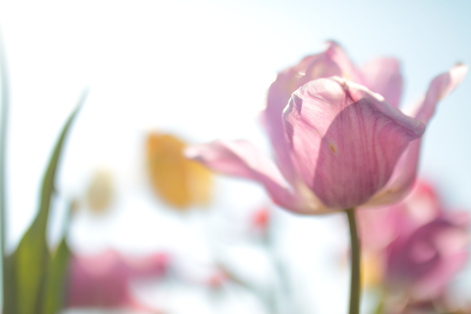 Sigma 35mm F1.4 DG HSM Art sample photo. Field of tulips, soft photography