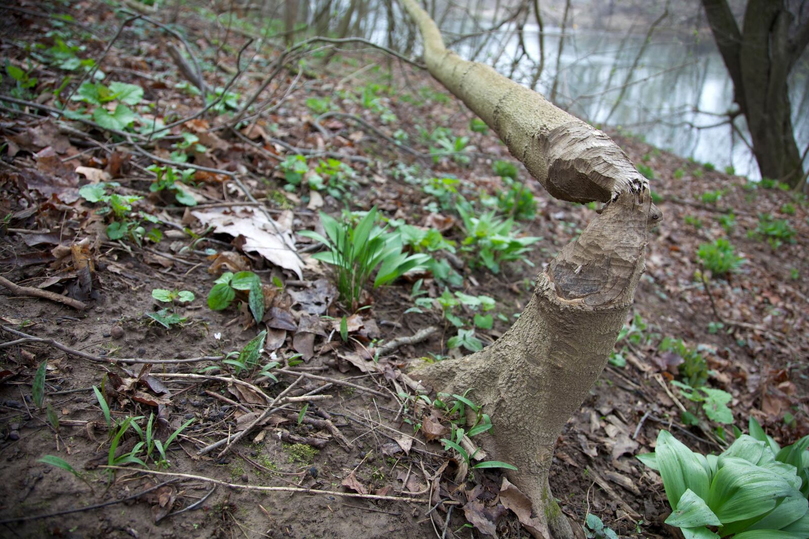 Canon EOS 5D Mark II sample photo. Beaver, chewed, marks, tree photography