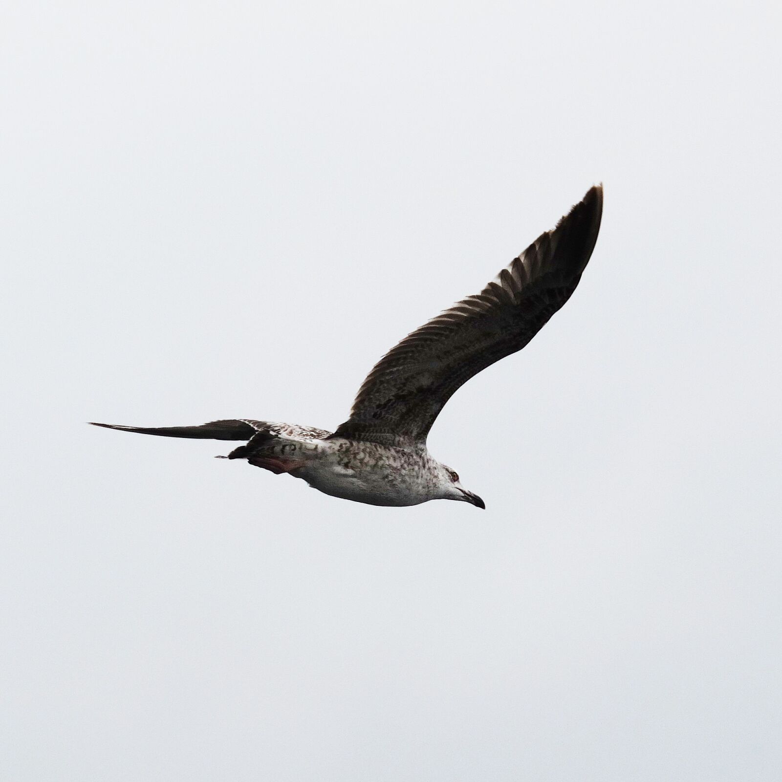 Canon PowerShot G12 sample photo. Bird, seagull, flying photography