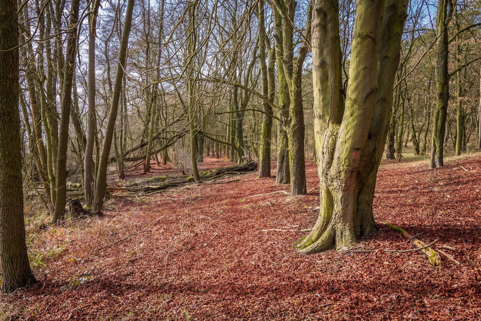 Nikon D7200 sample photo. Forest, book, nature photography