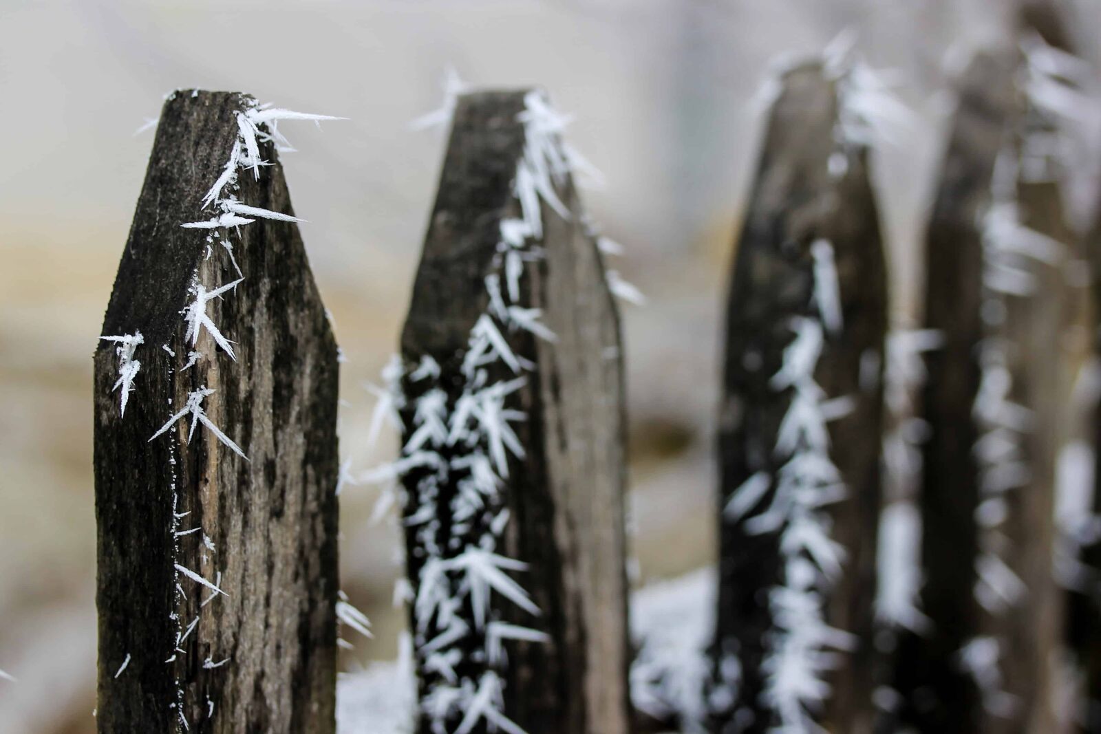 Canon EOS 1100D (EOS Rebel T3 / EOS Kiss X50) sample photo. Winter, fence, tree, outdoor photography