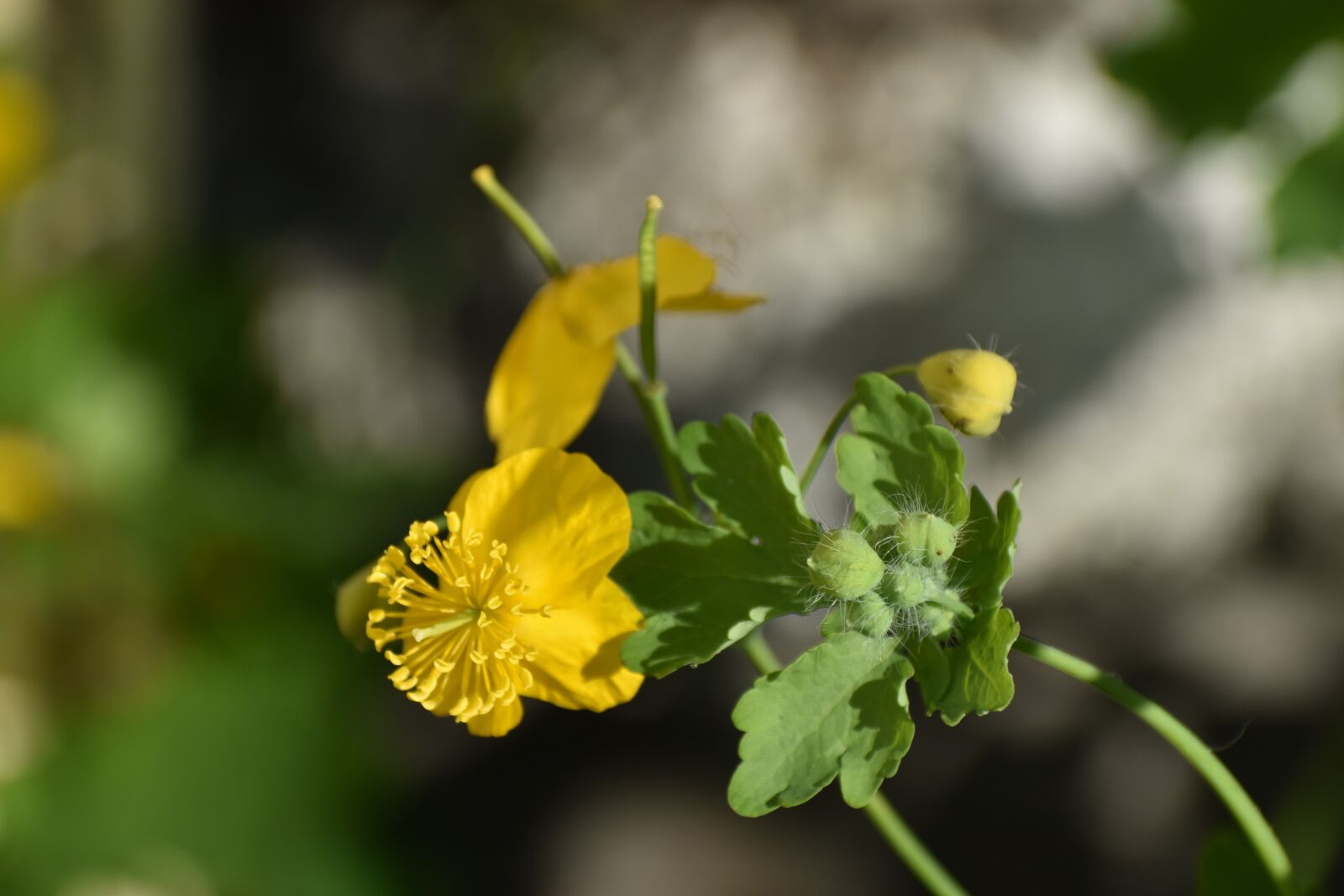 Nikon D3400 sample photo. Celandine, flowers, yellow photography