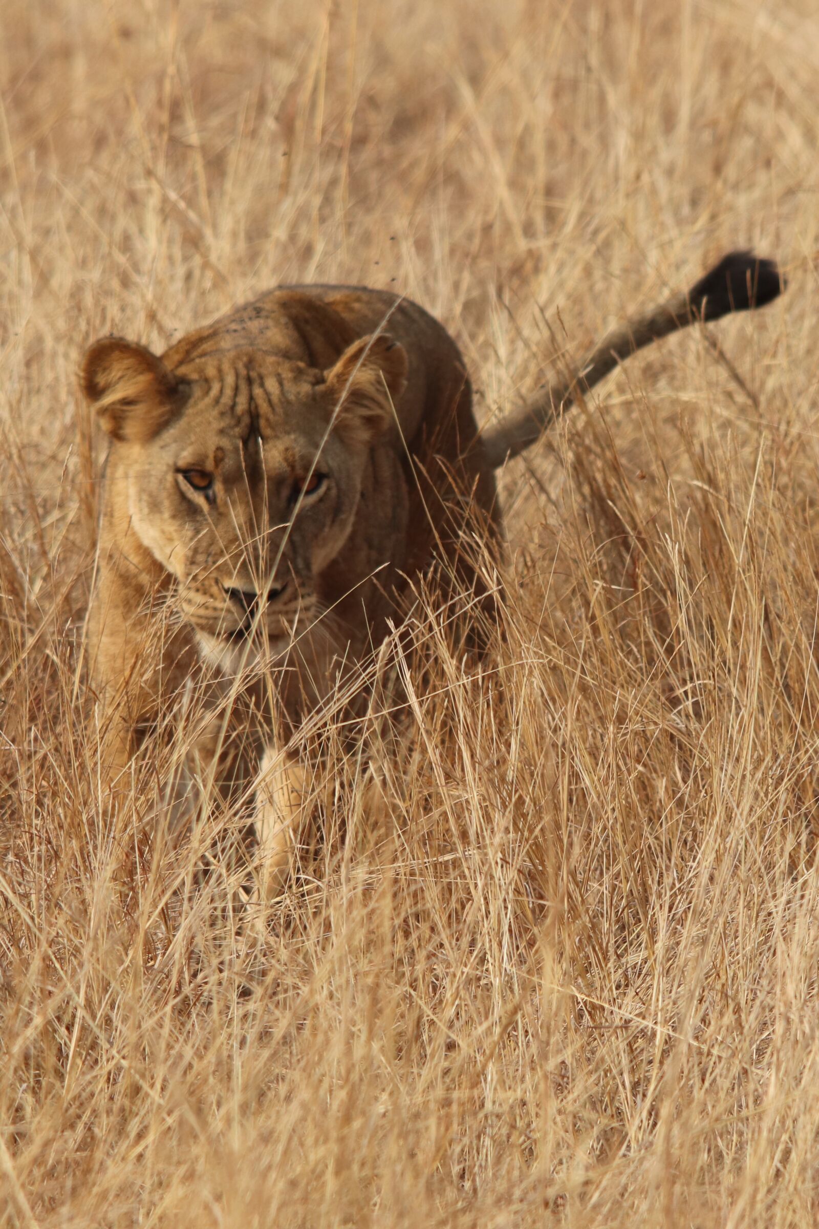 Canon EOS 200D (EOS Rebel SL2 / EOS Kiss X9) sample photo. The lioness, predator, savannah photography