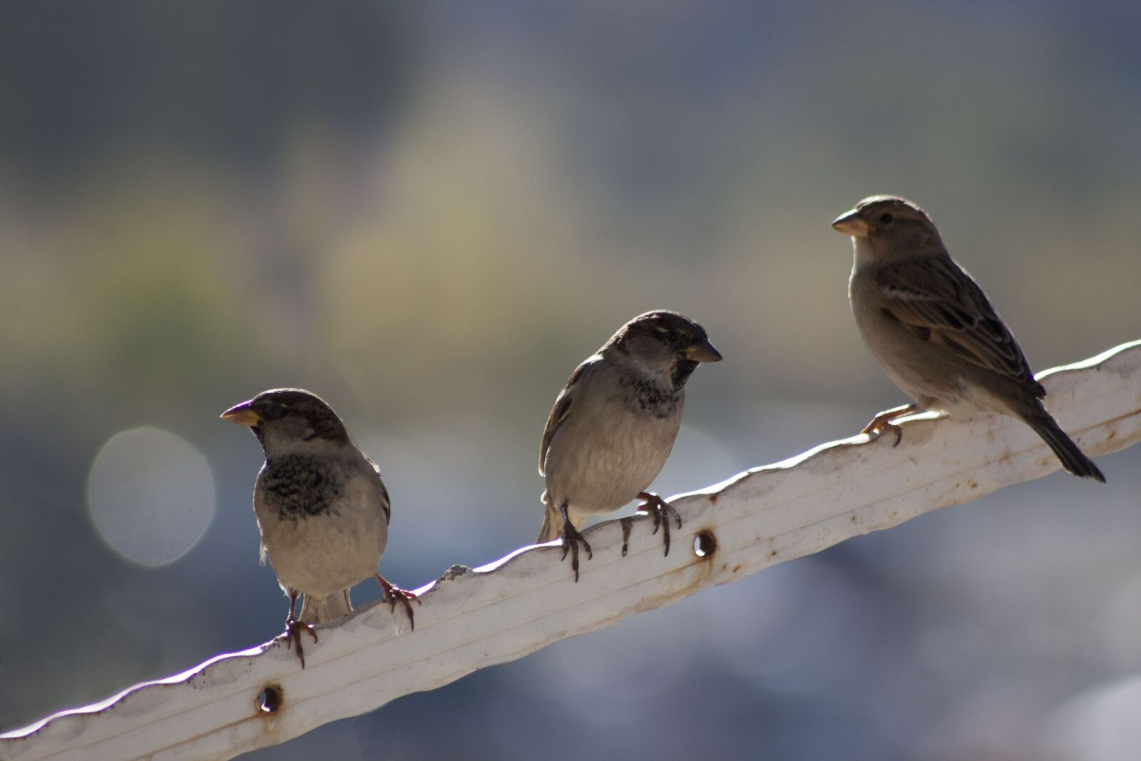 Canon EOS 500D (EOS Rebel T1i / EOS Kiss X3) sample photo. Sparrow, birds, bokeh photography