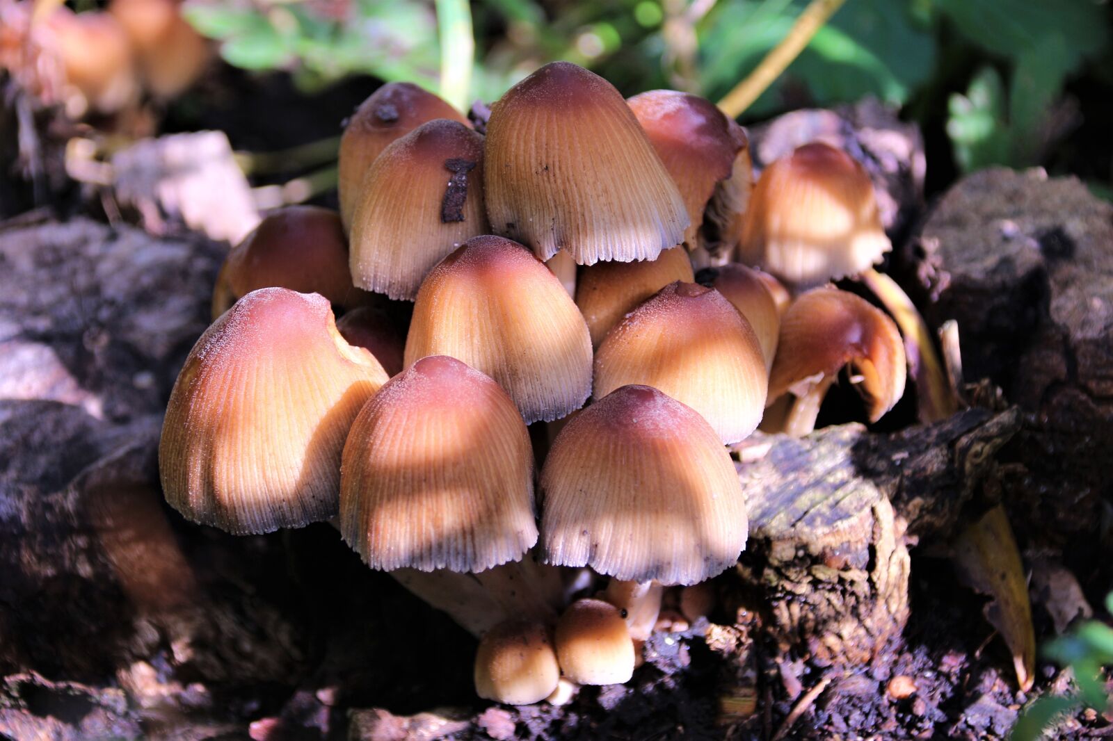 Canon EOS 700D (EOS Rebel T5i / EOS Kiss X7i) sample photo. Mushrooms, forest, nature photography