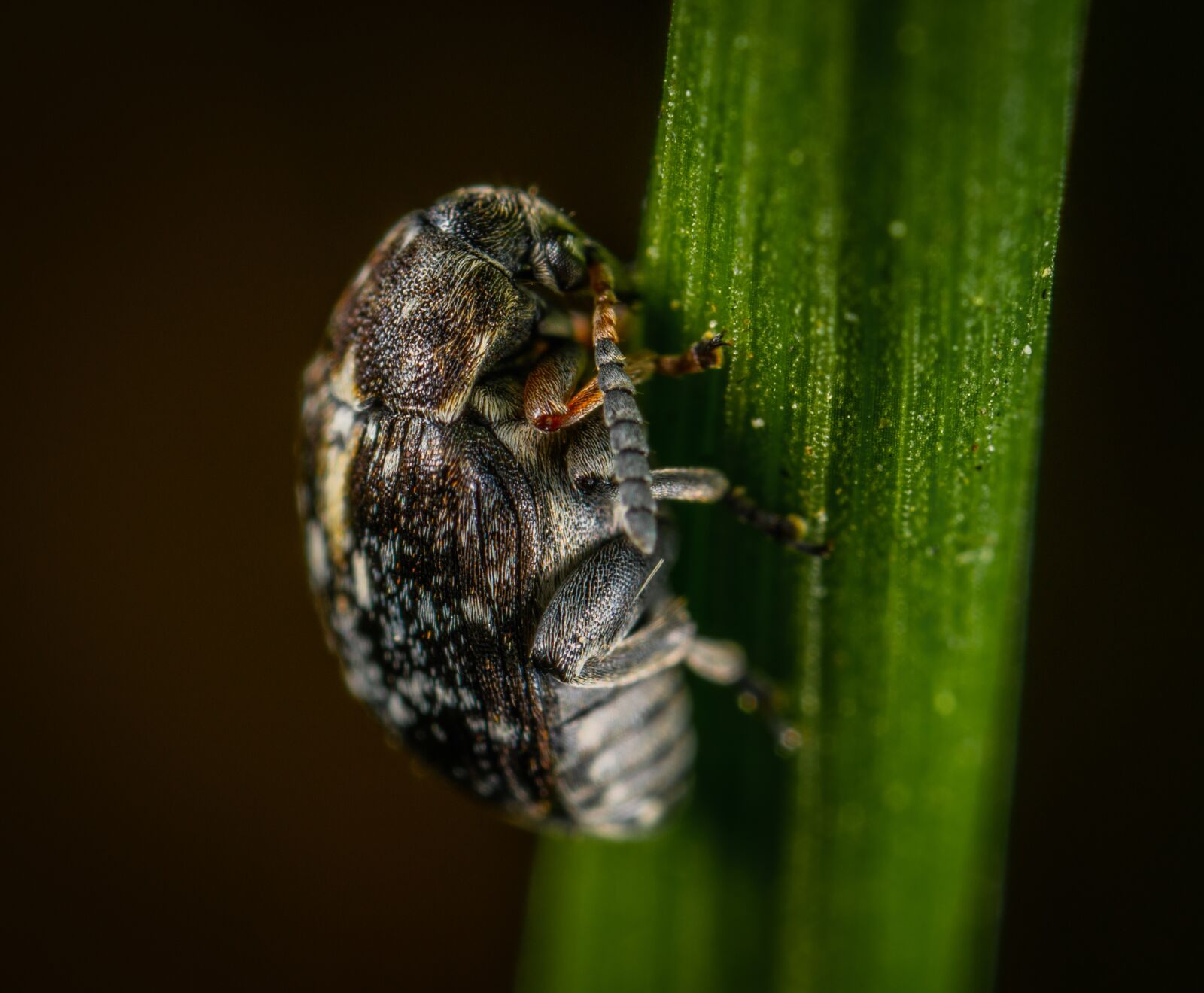 Sony a7R II sample photo. Macro, insect, bespozvonochnoe photography